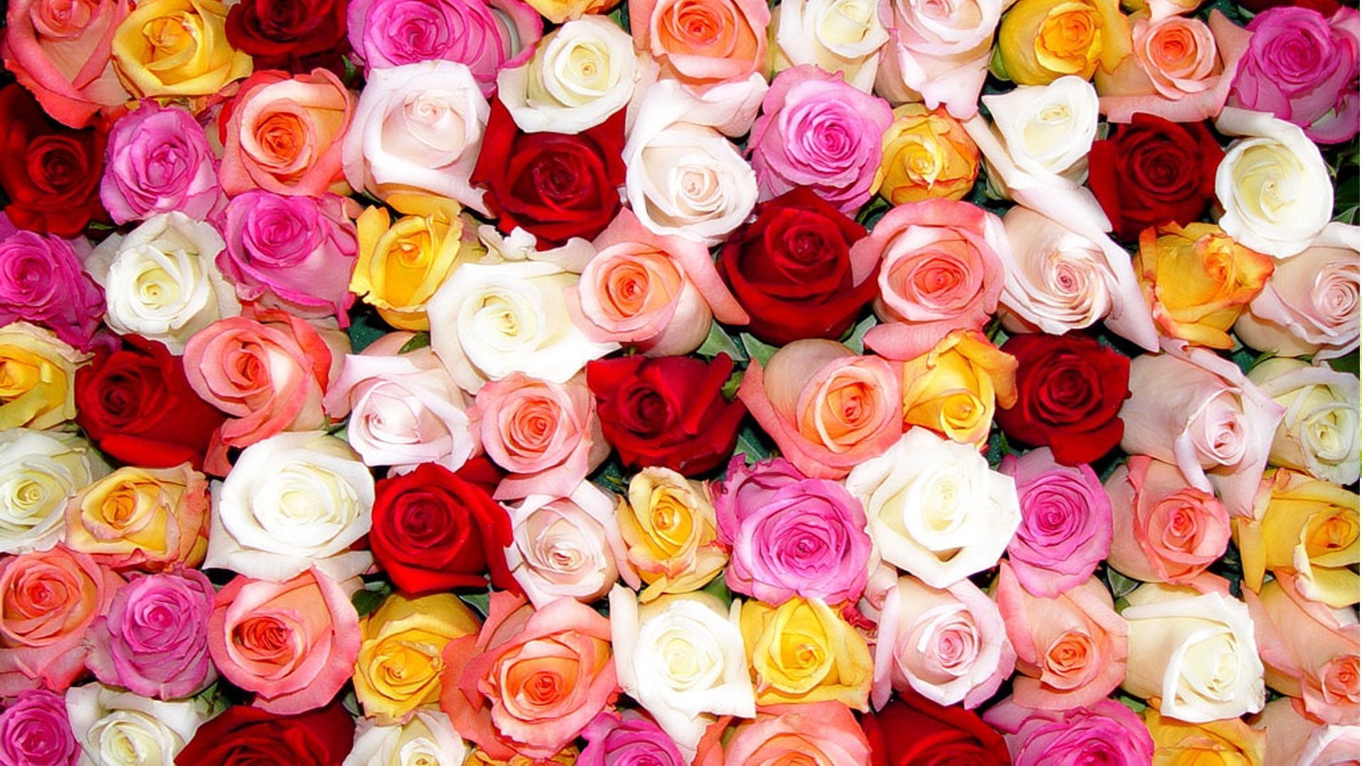 Фото купленной 1001 розы