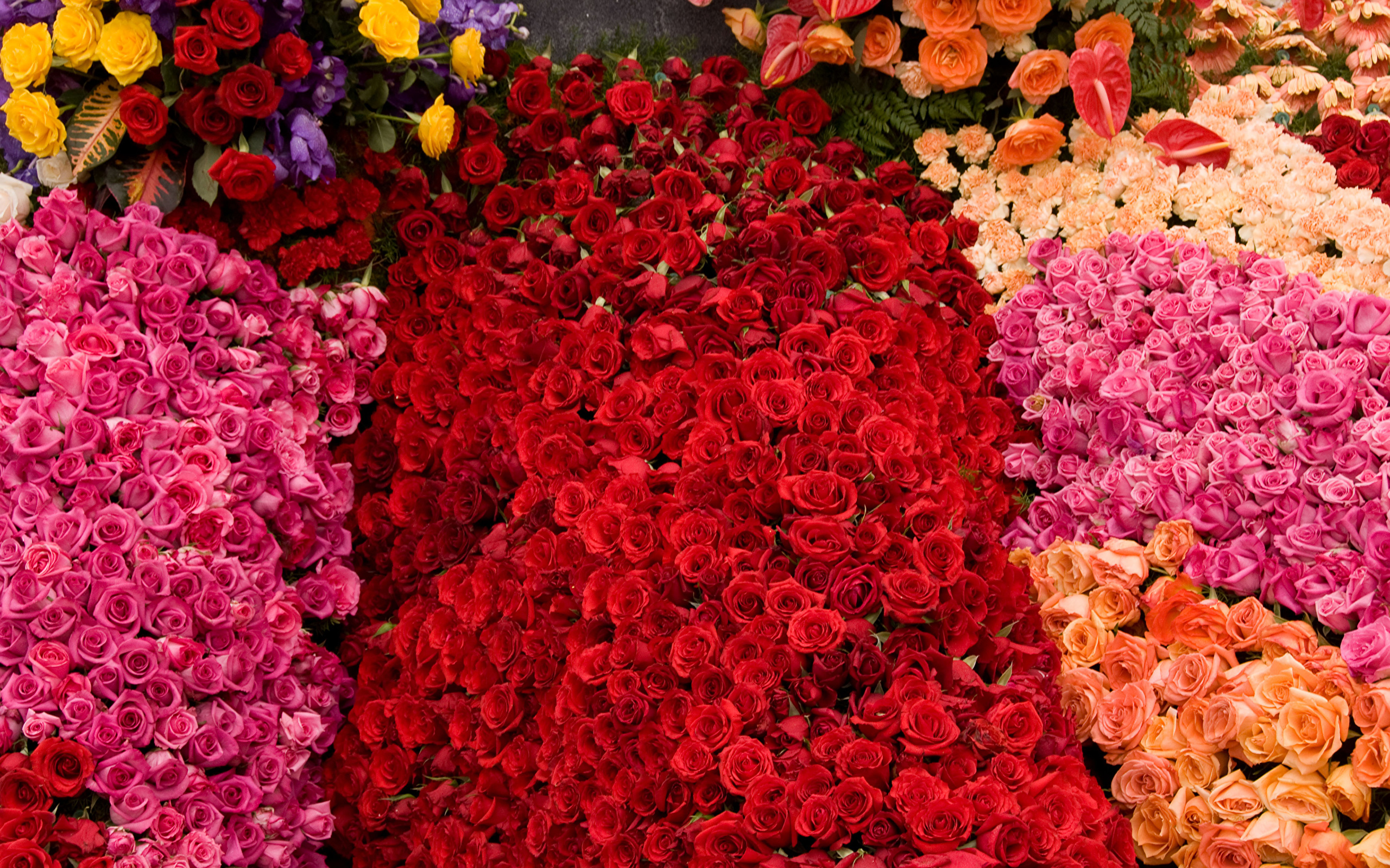 Фото невероятной 1001 розы