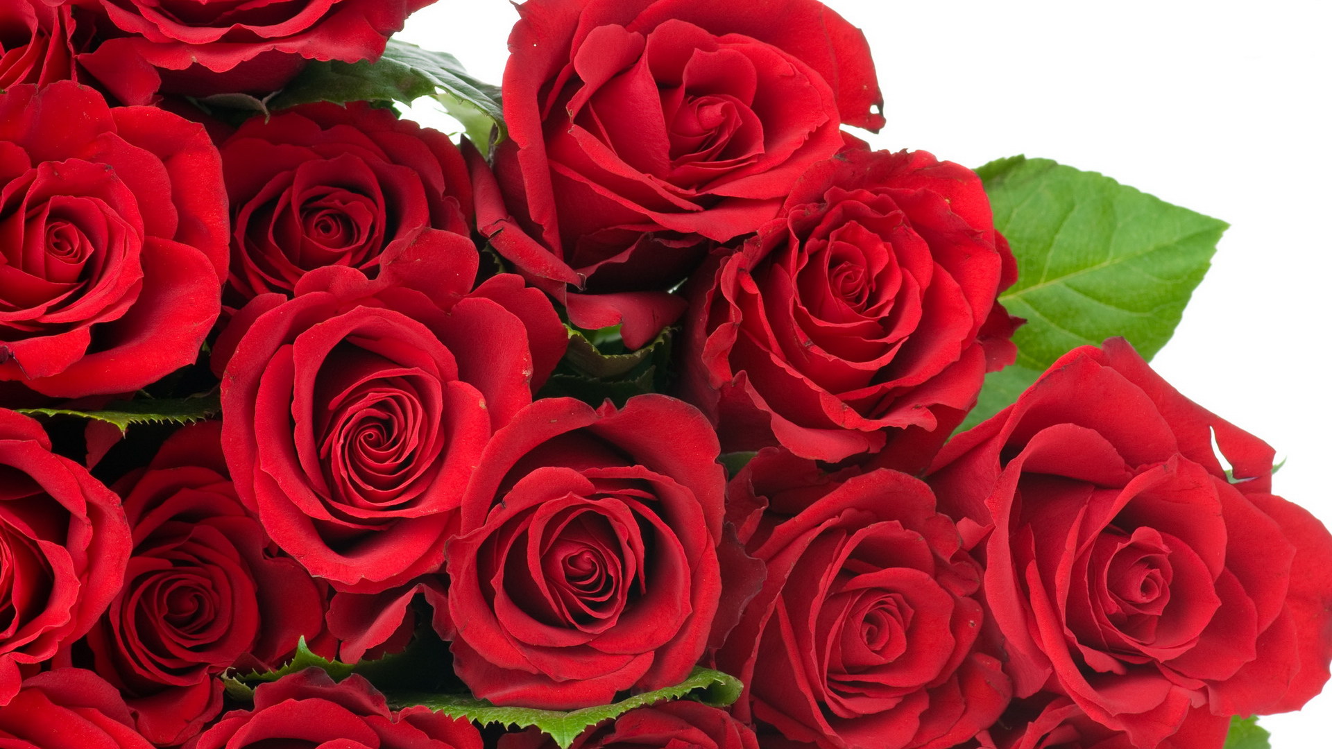 Фото 21 розы для мужского букета