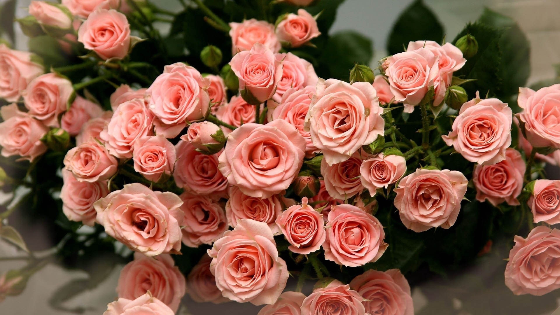 Фото 31 розы высшего сорта