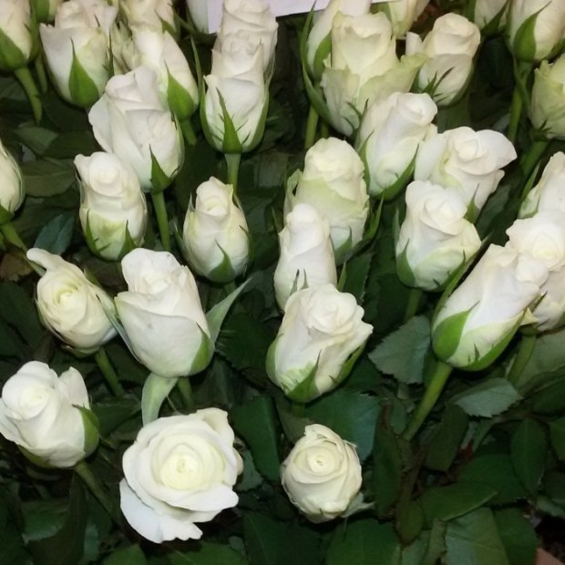 Фото белых кенийских роз