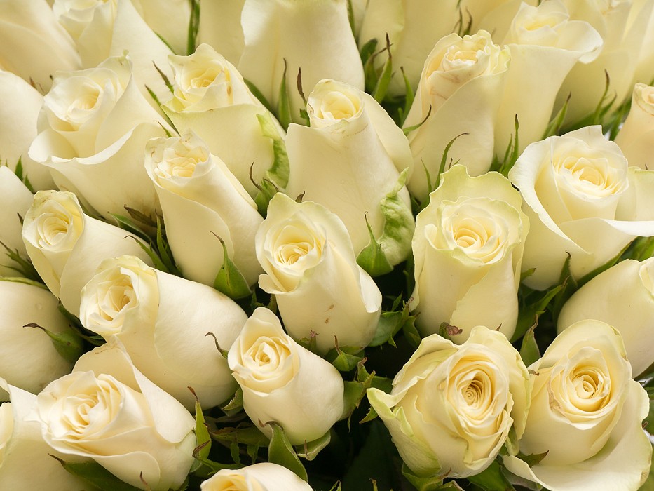 Фото белых кенийских роз в подарок на свадьбу