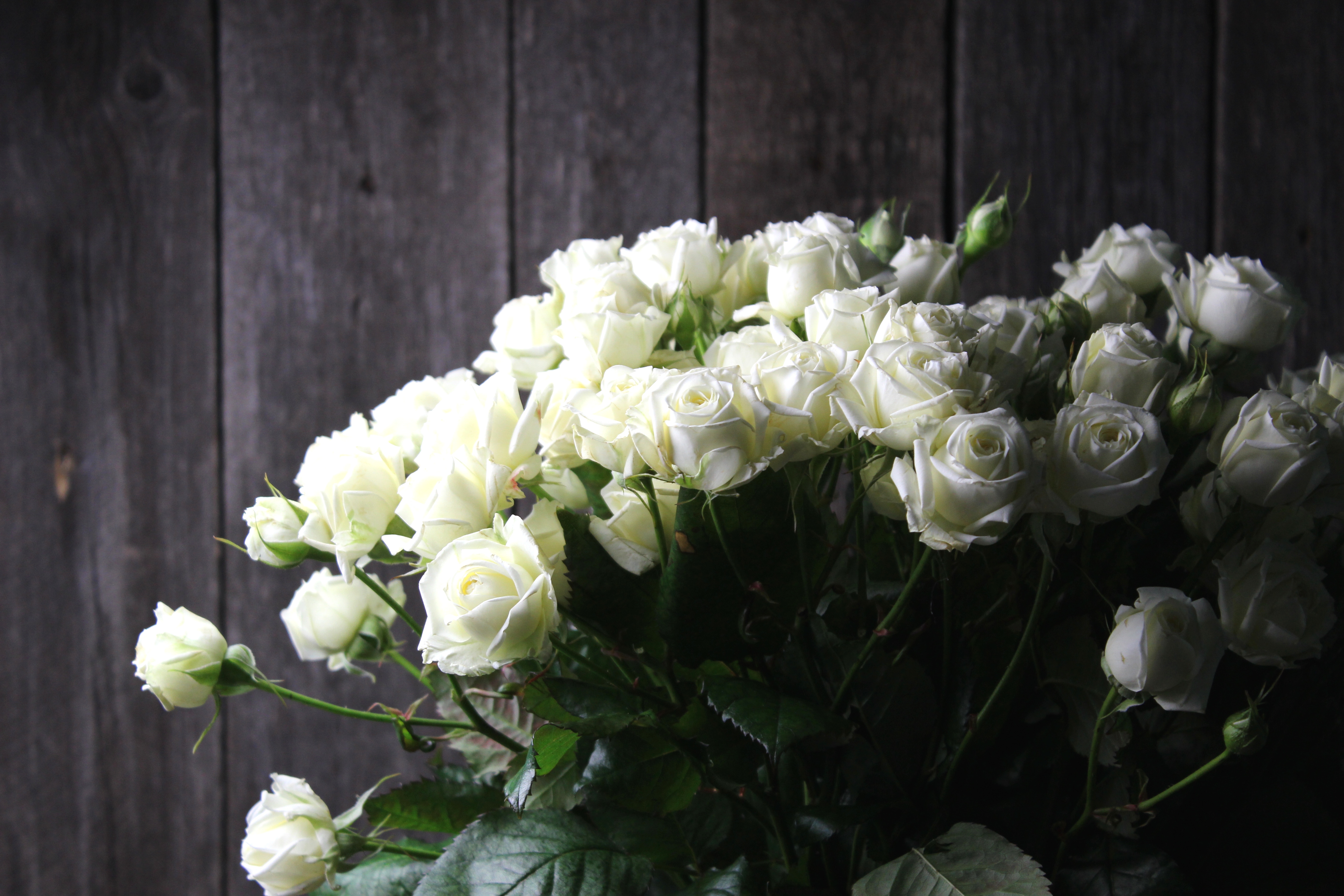 Фото белых кустовых роз