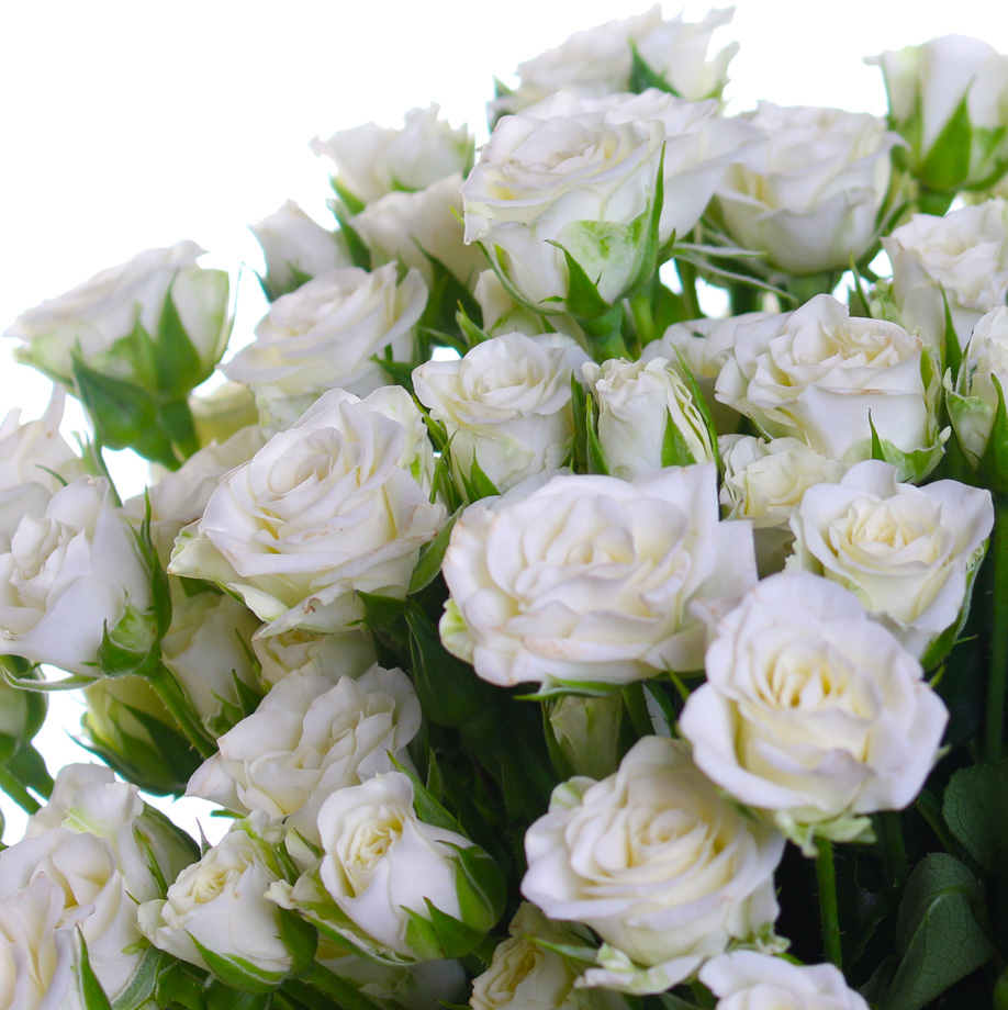 Фото красивых белых кустовых роз