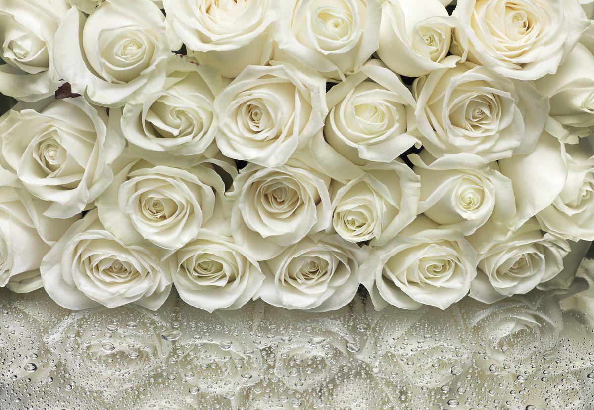 Фото доставленных белых роз