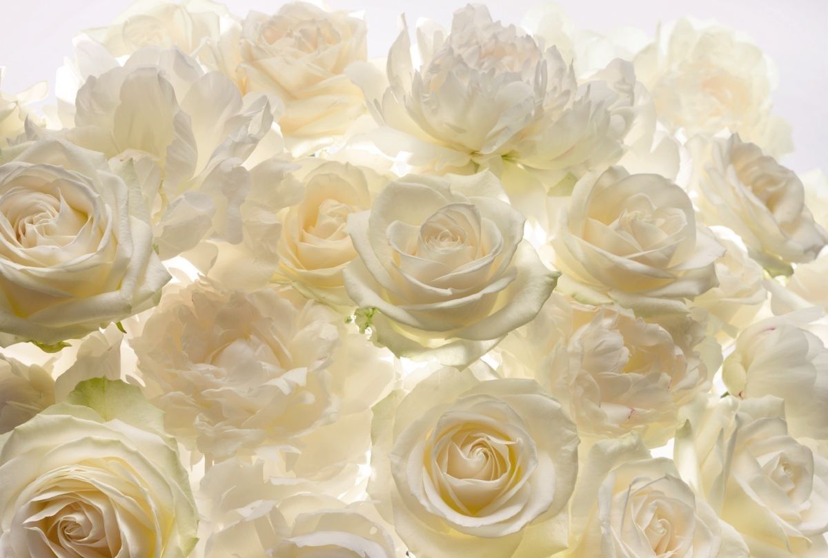 Фото подаренных белых роз