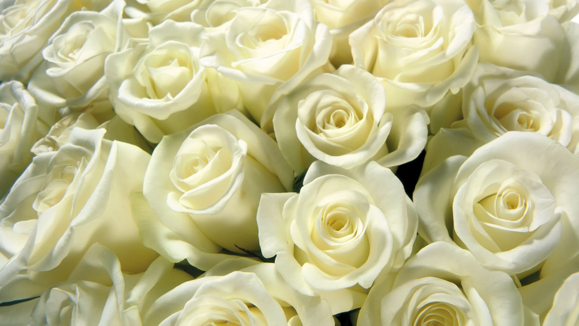 Фото невероятно красивых белых роз