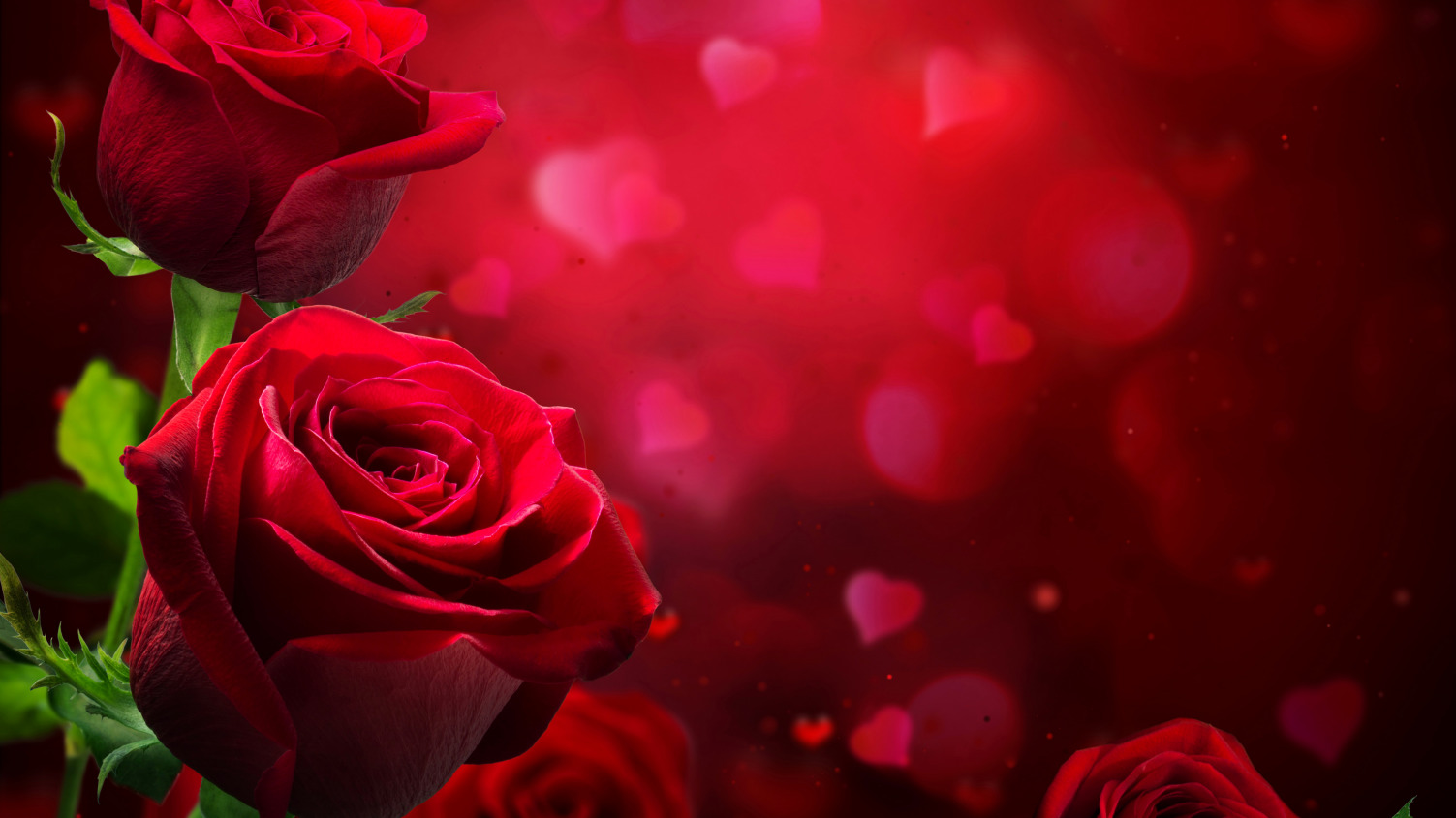 Фото красивых бордовых роз