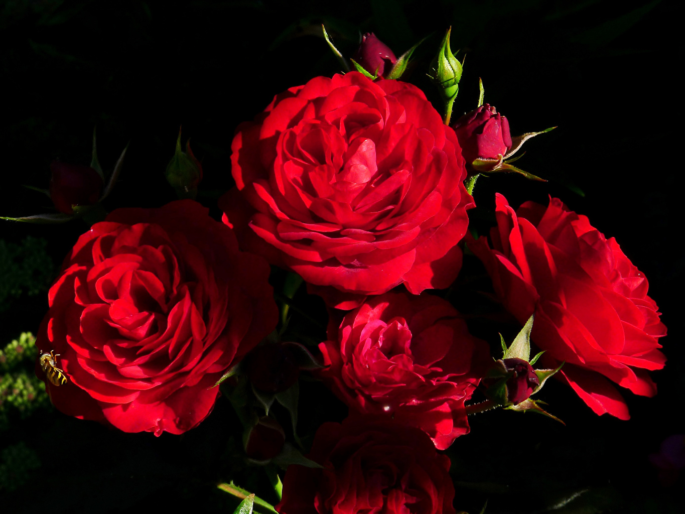 Фото свежих доставленных бордовых роз