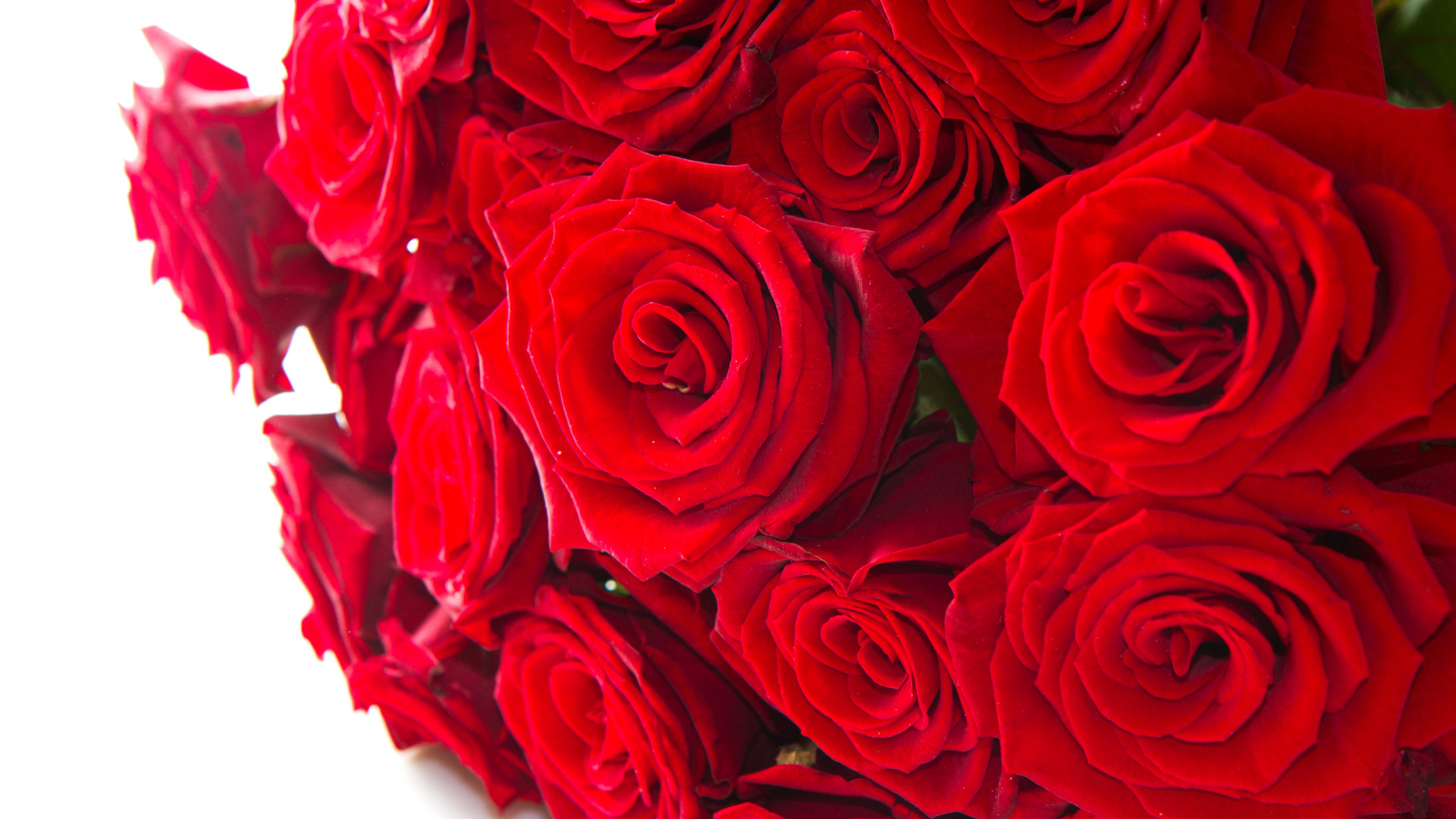 Фото элитного сорта 15 роз в букете
