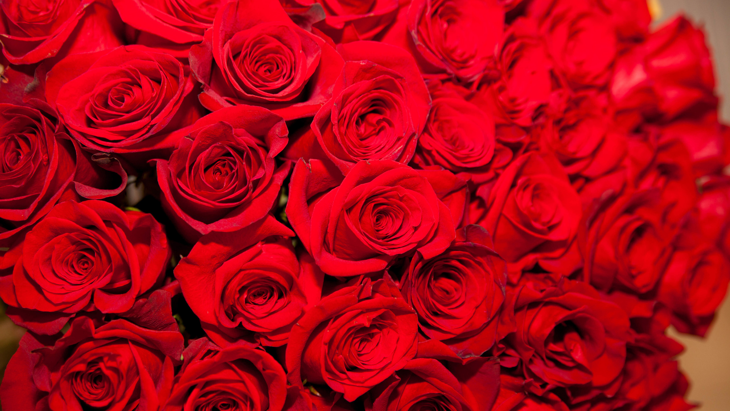 Фото букета из 25 классных красных роз от ЦБ