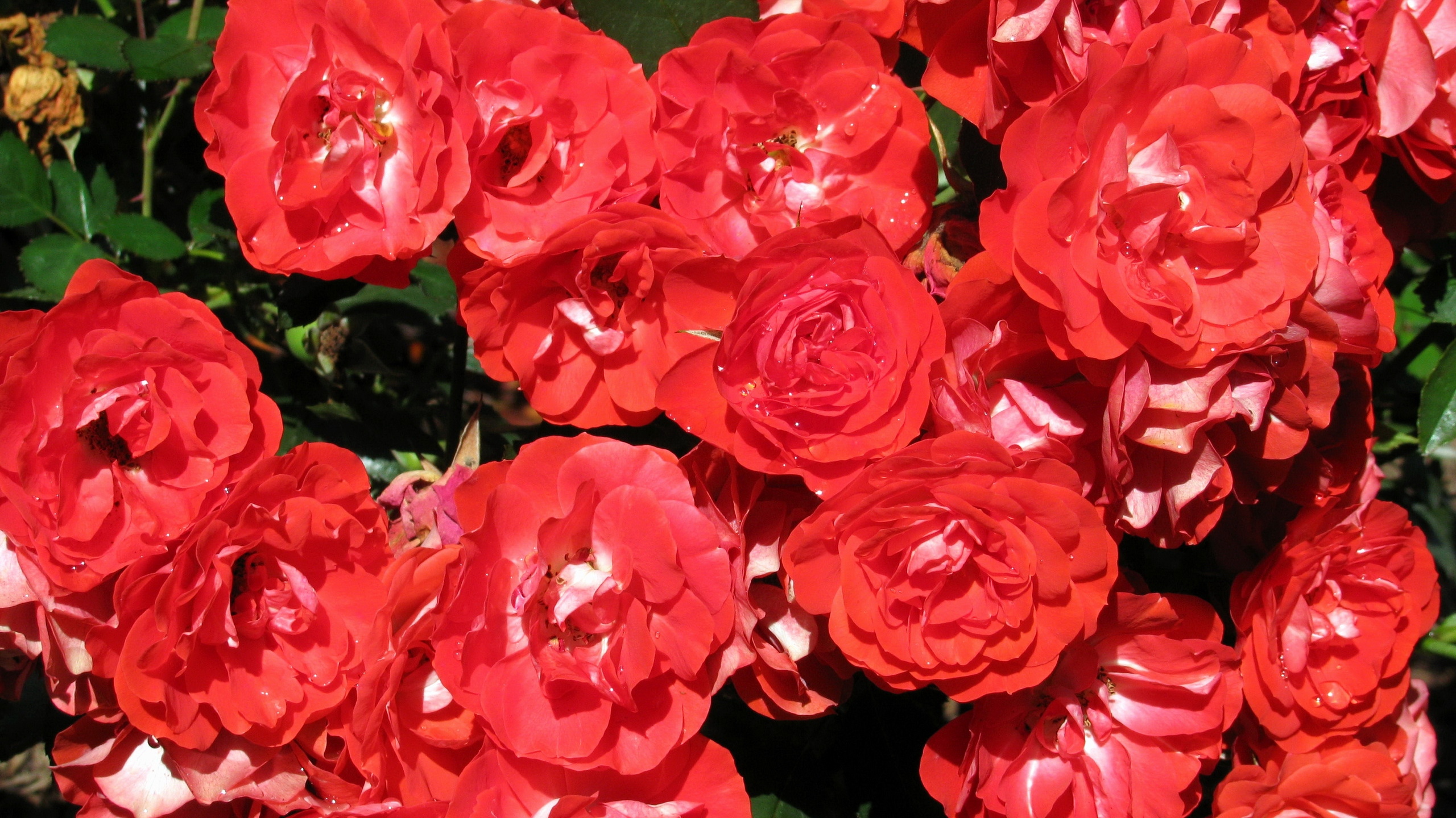 Фото романтического букета из 25 красных роз