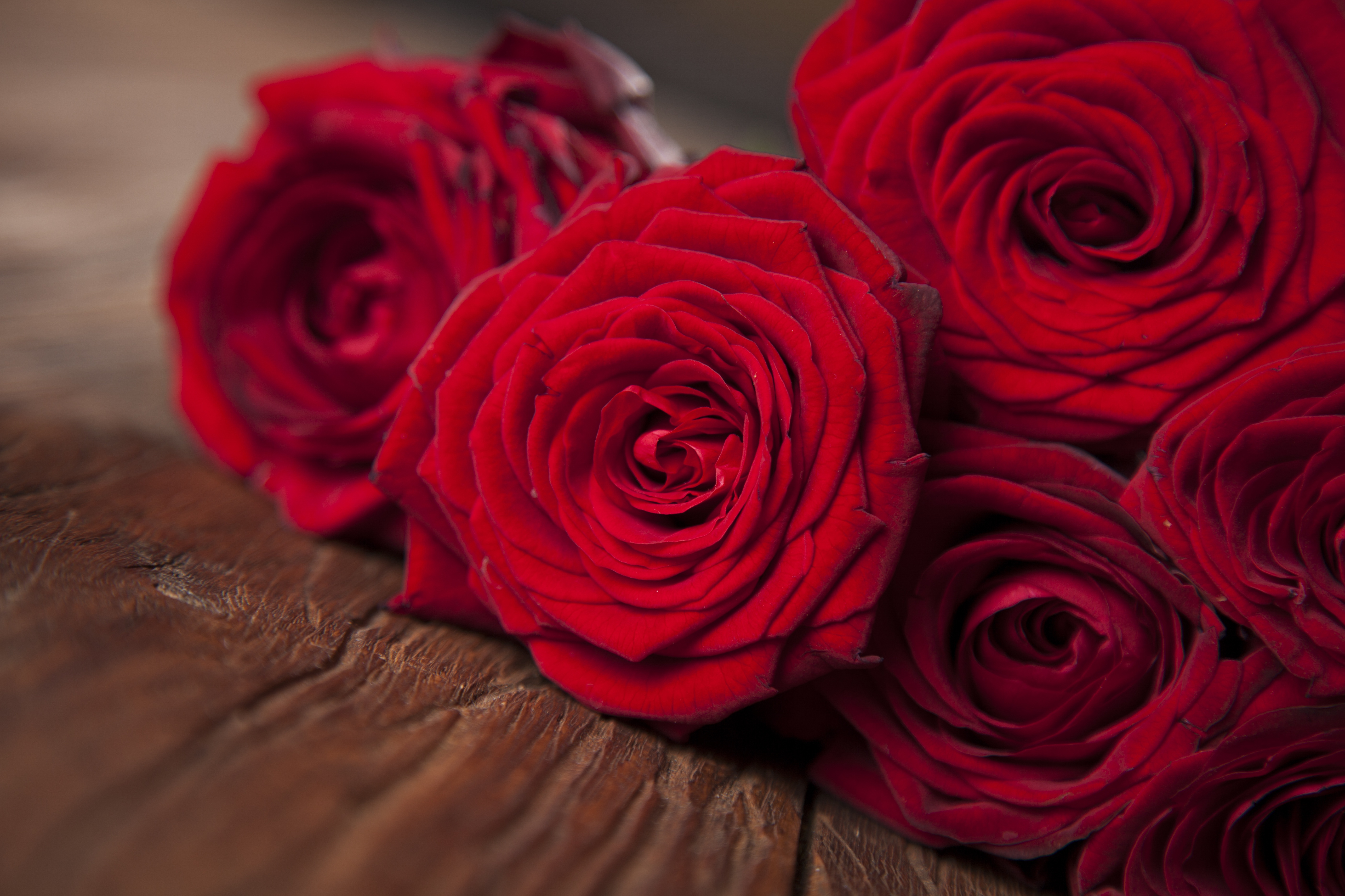 Фото купленных красных роз