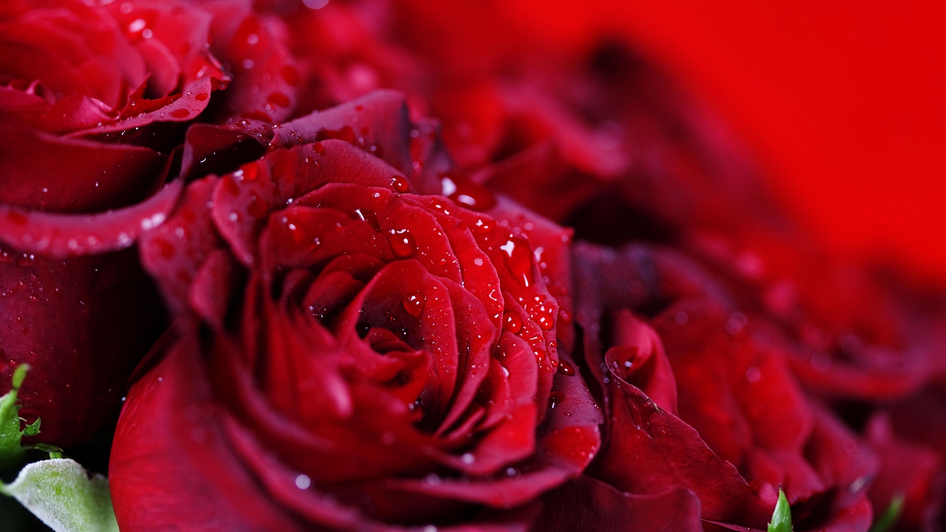 Фото заказанных красных роз