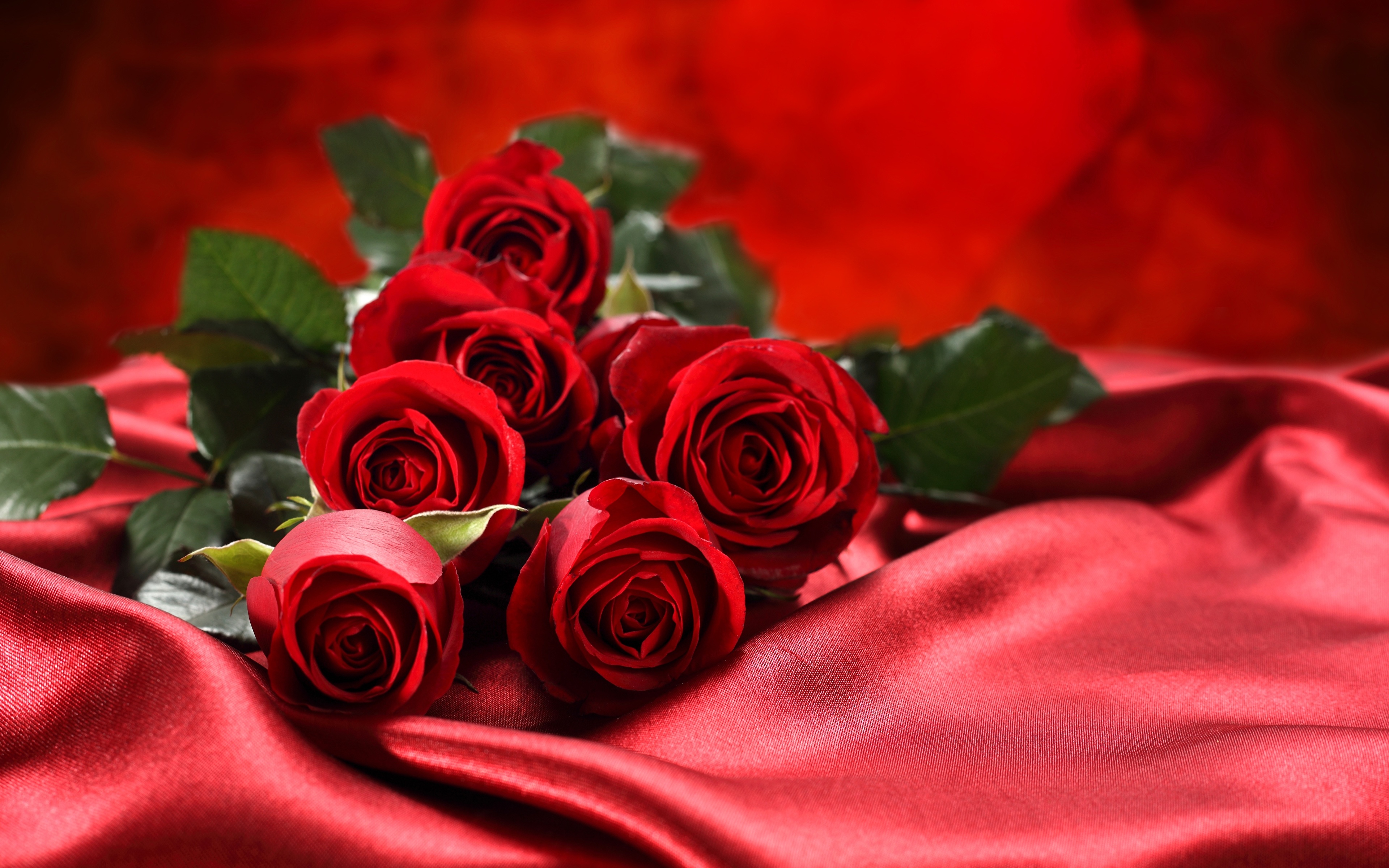 Фото красных роз уникального сорта