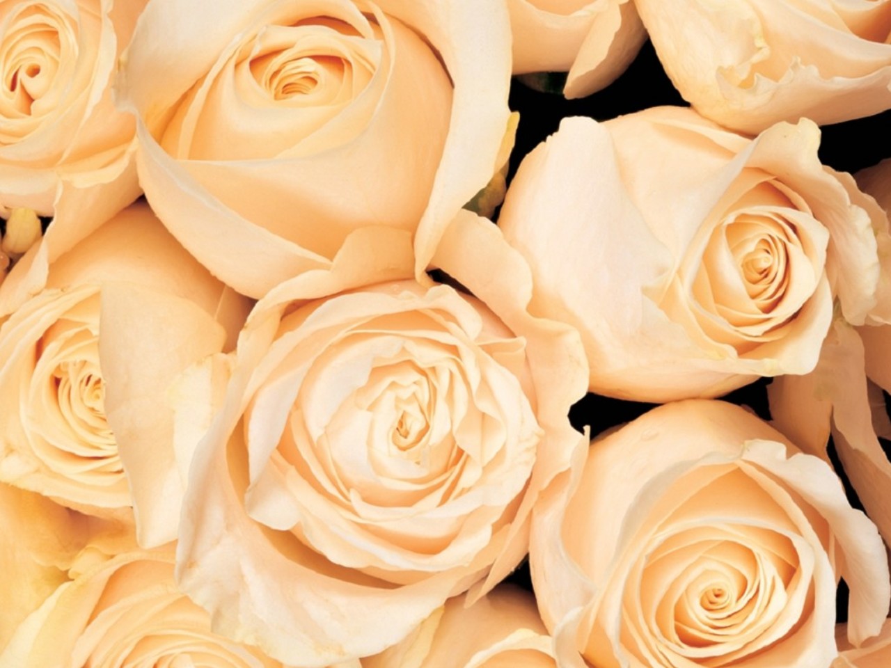 Картинка с красивыми кремовыми розами