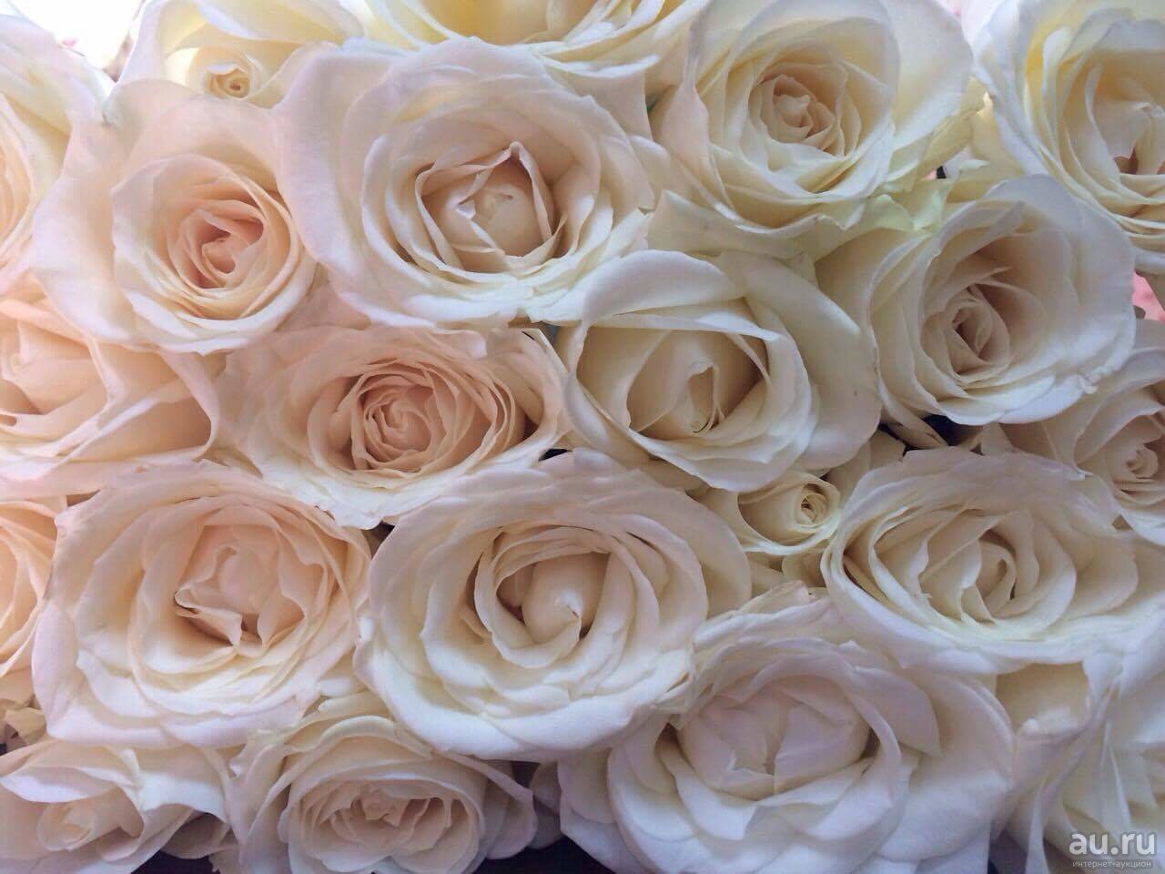 Фото ароматных кремовых роз