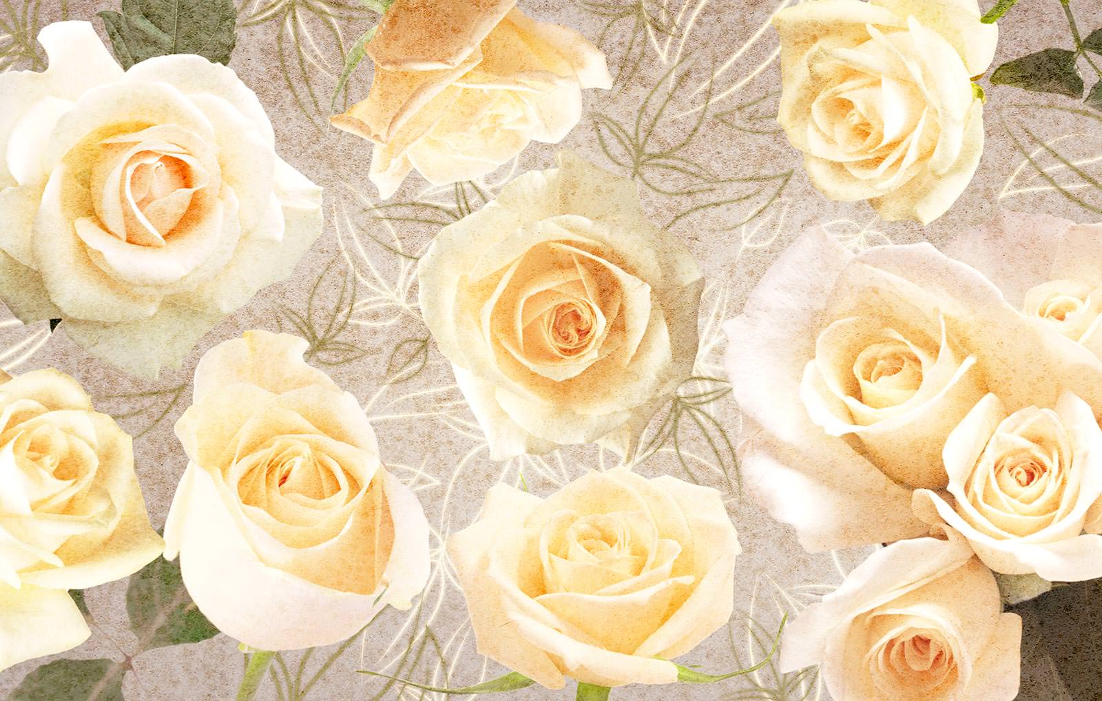 Фото кремовых роз