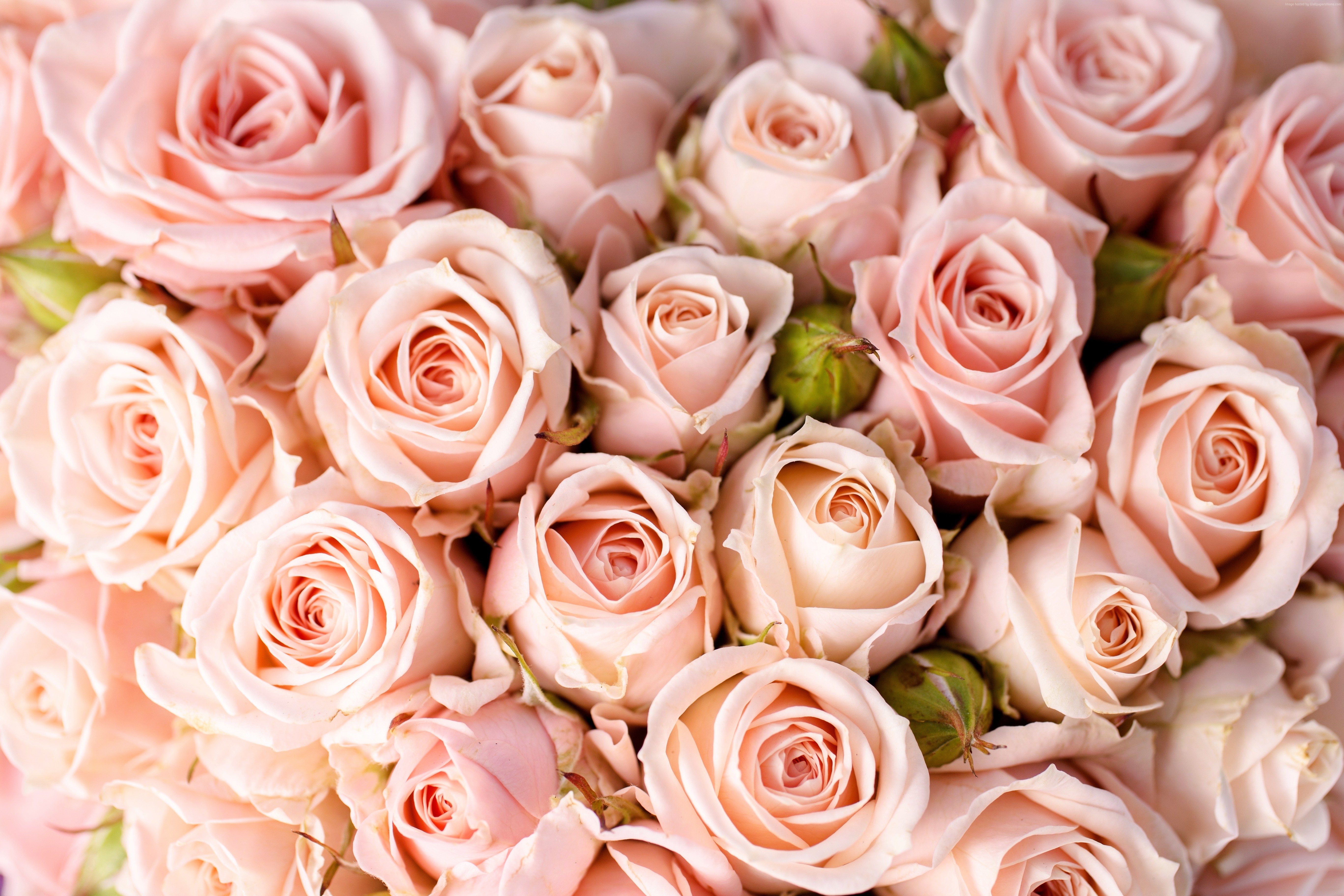 Фото нежно-розовых роз