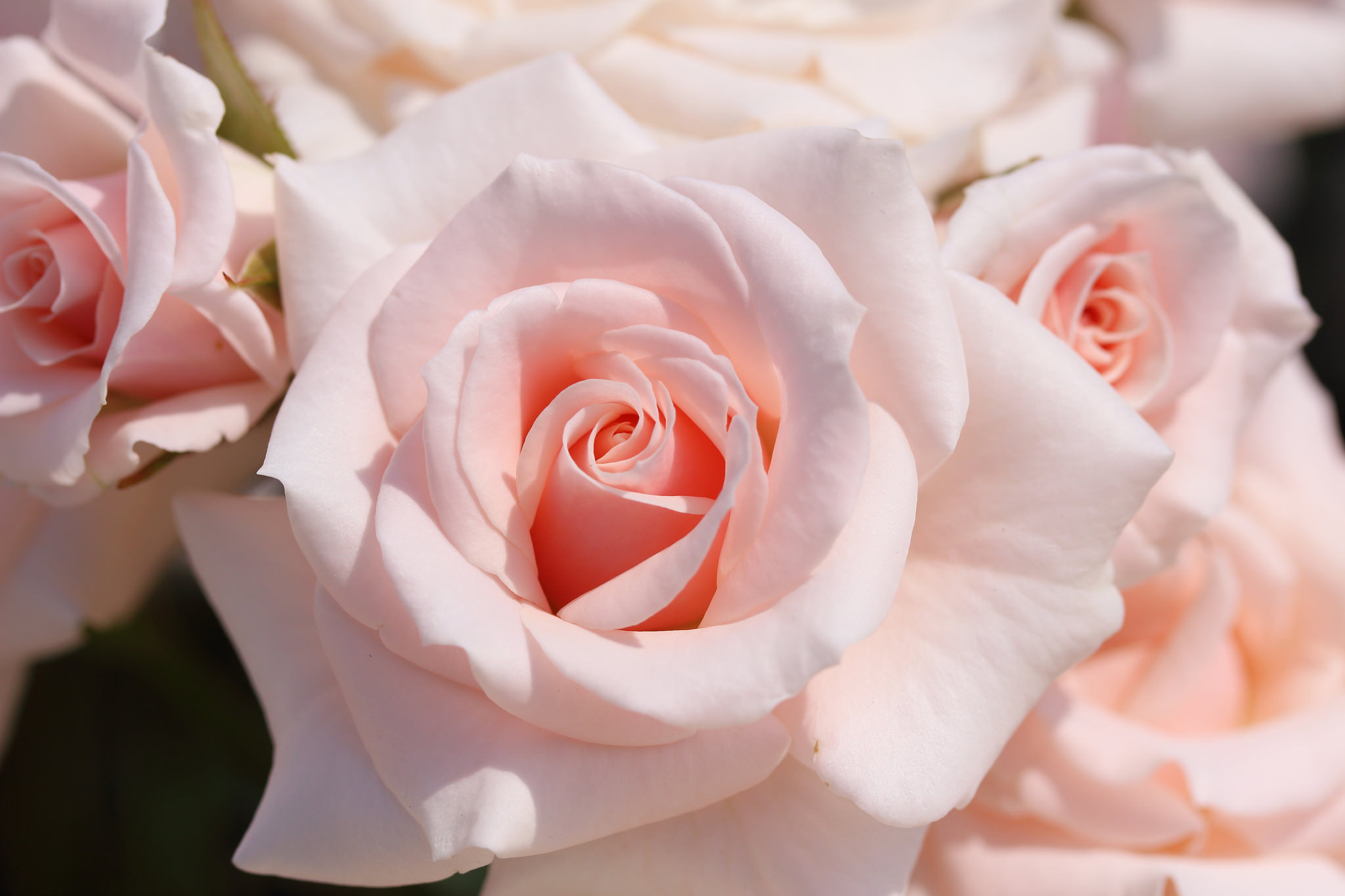Фото доставленных нежно-розовых роз
