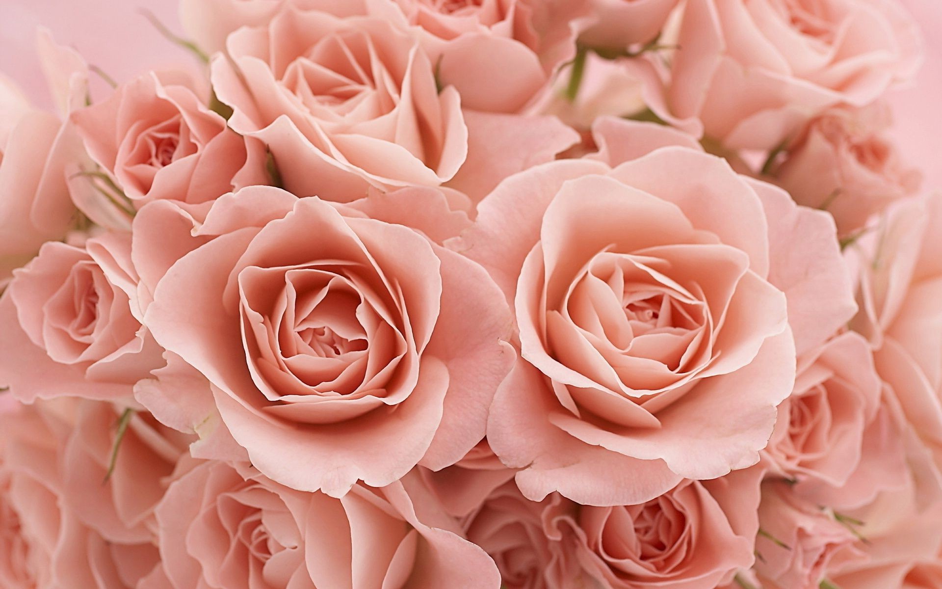 Фото восхитительных нежно-розовых роз