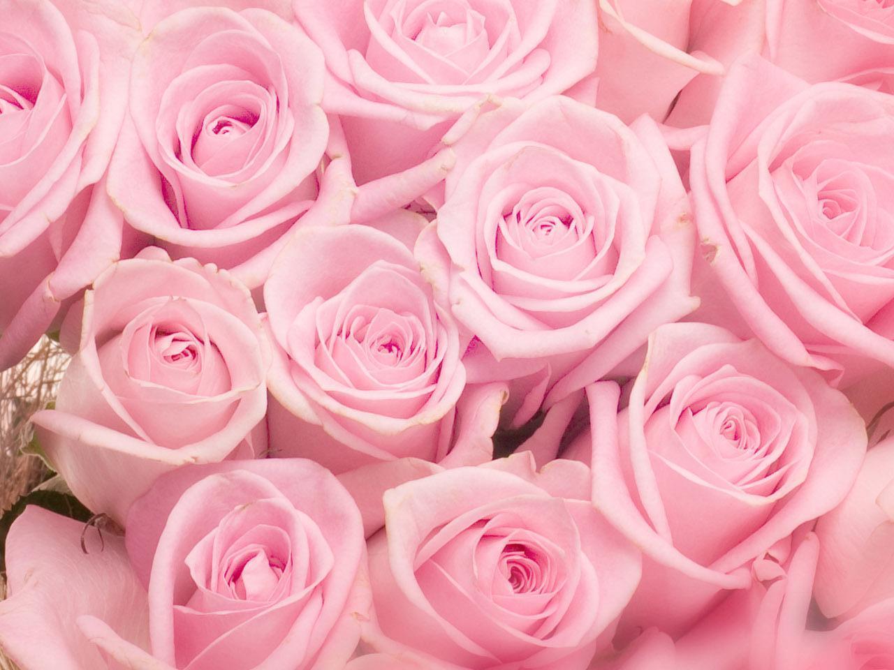 Фото нежных розовых роз