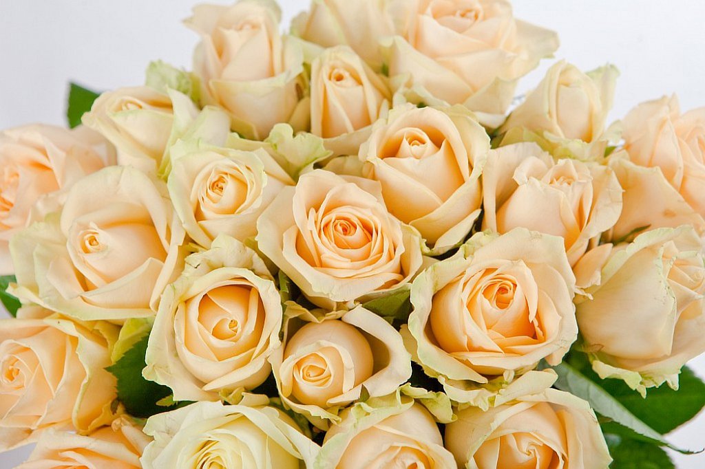 Фото нежных кремовых роз