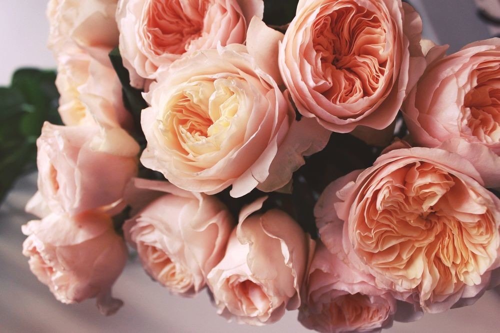 Фото нежных персиковых роз David Austin