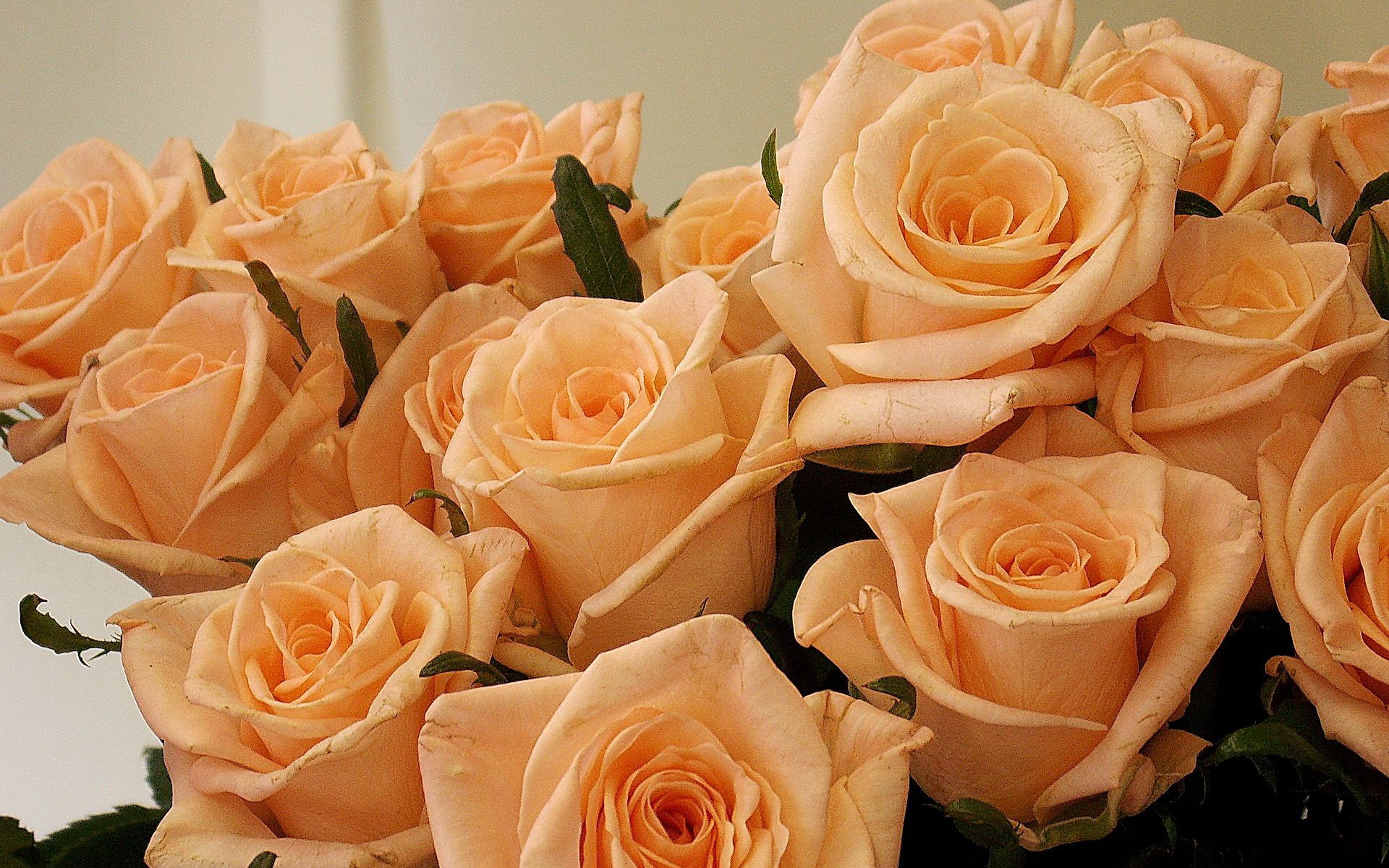 Фото очень красивых персиковых роз