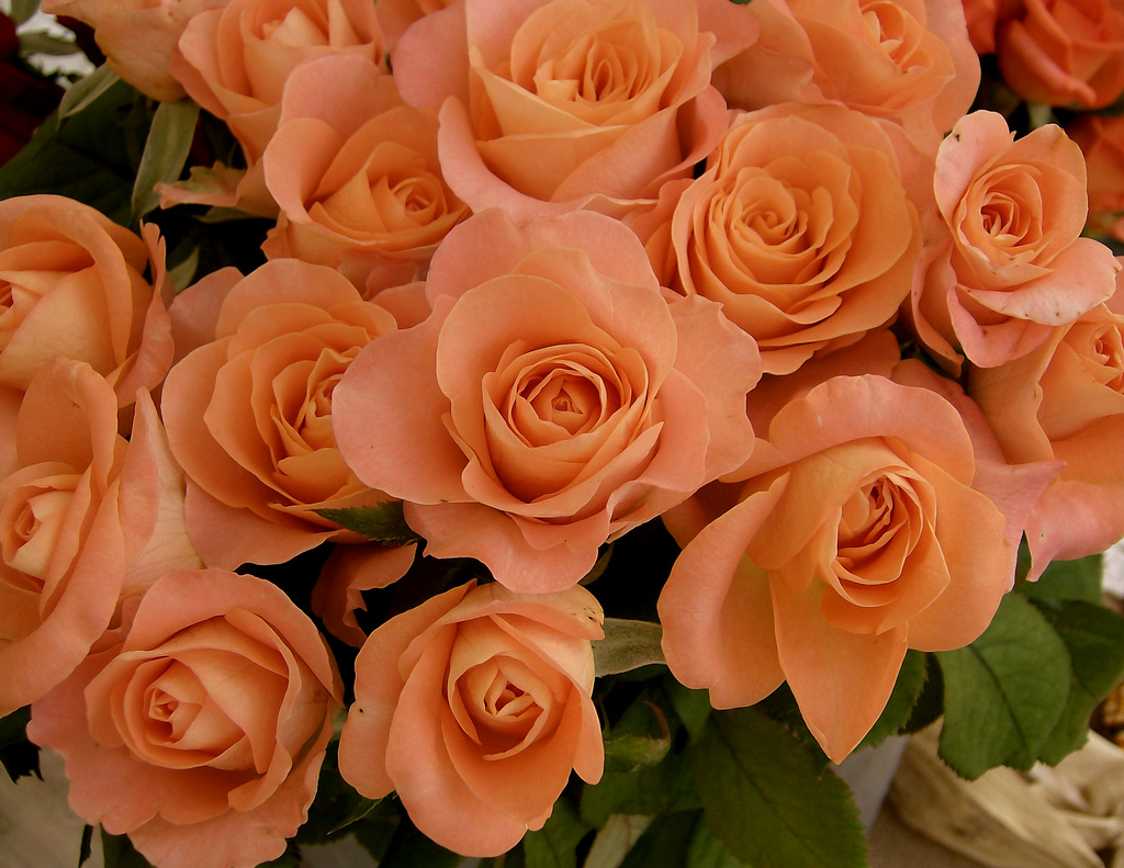 Фото доставленных персиковых роз в СПБ