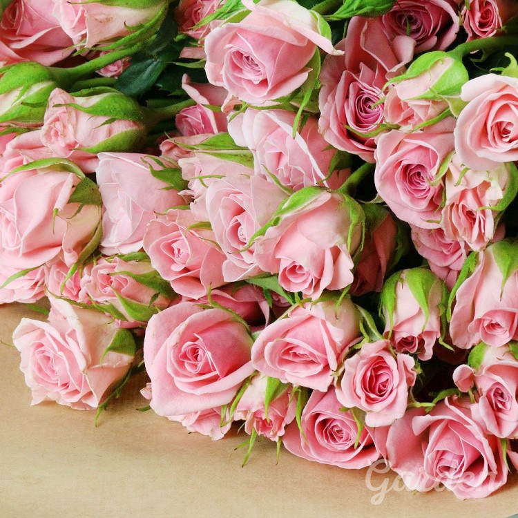 Фото розовых кустовых роз