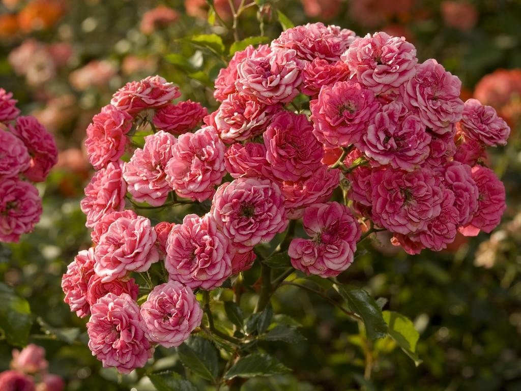 Фото розовых кустовых роз в саду