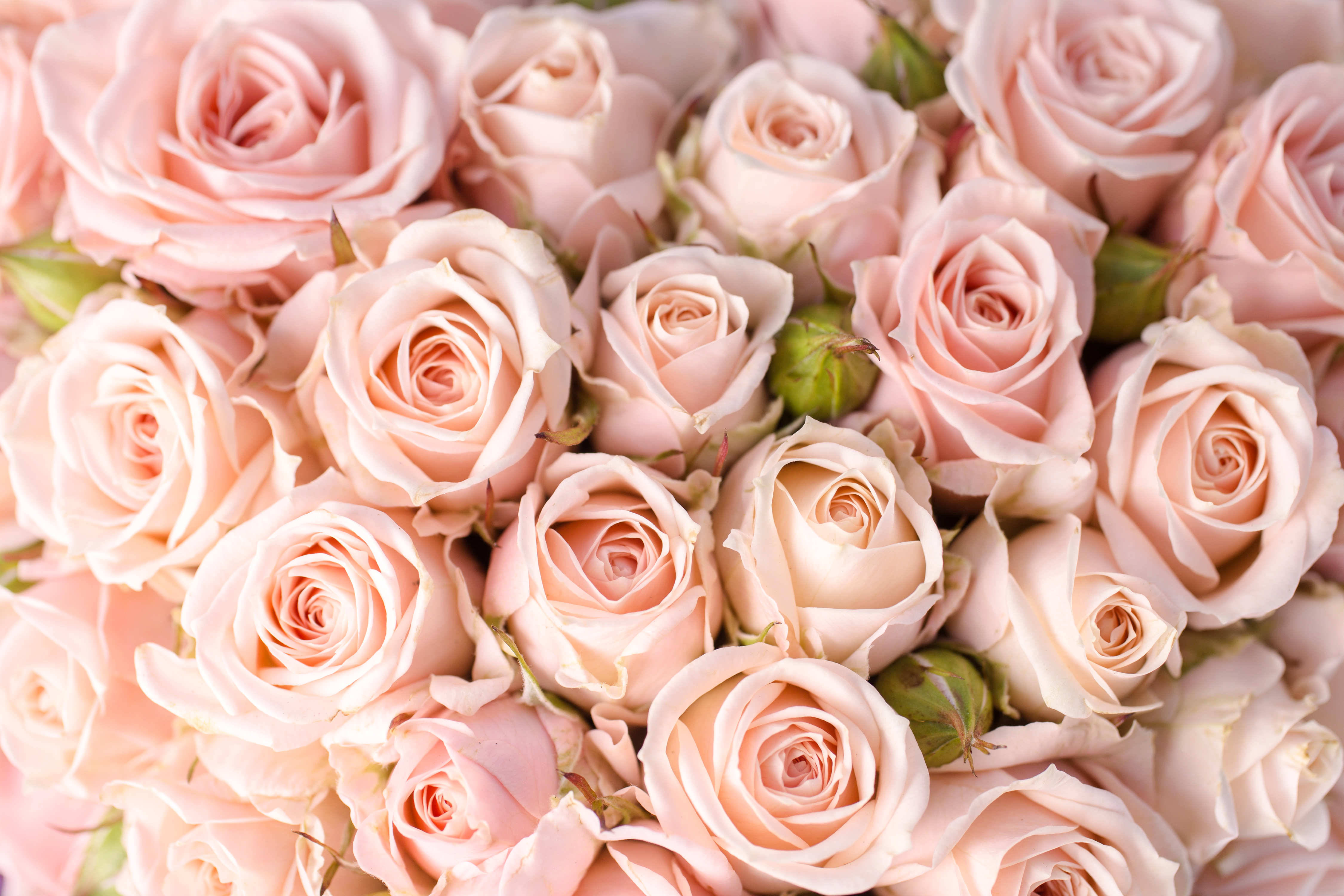 Фото розовых роз