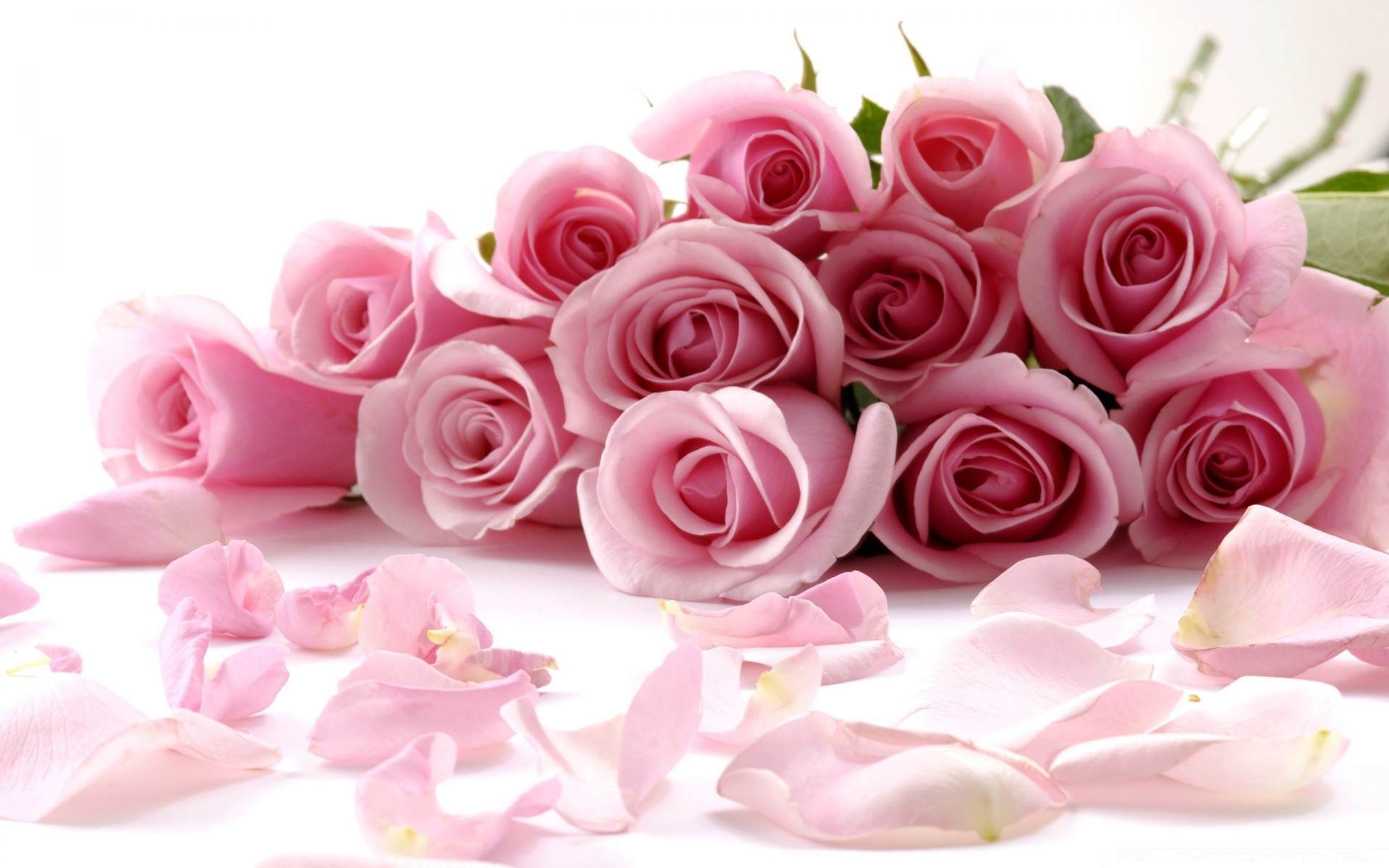 Фото прекрасных розовых роз