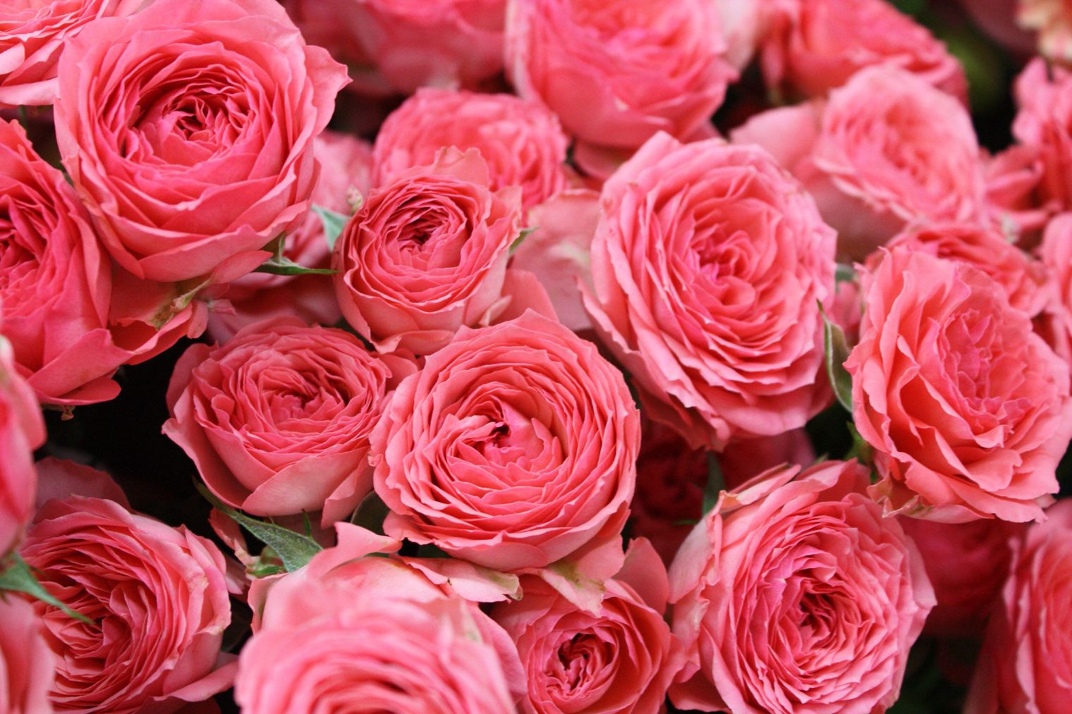 Фото купленных элитных розовых роз
