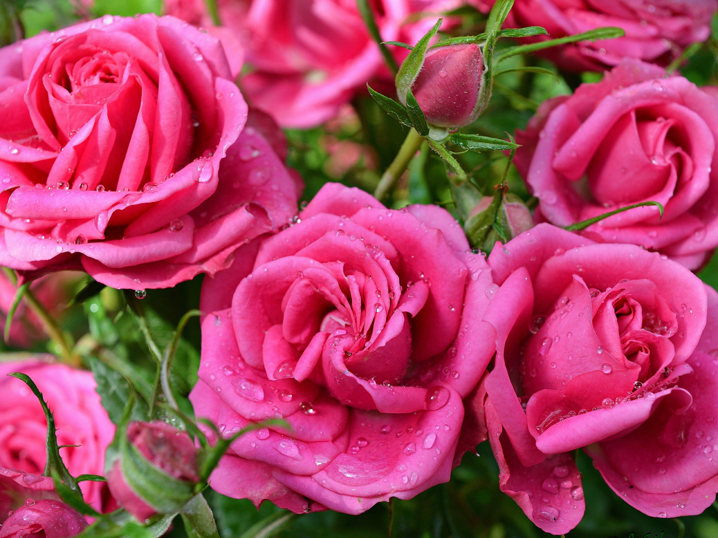 Фото популярного сорта розовых роз