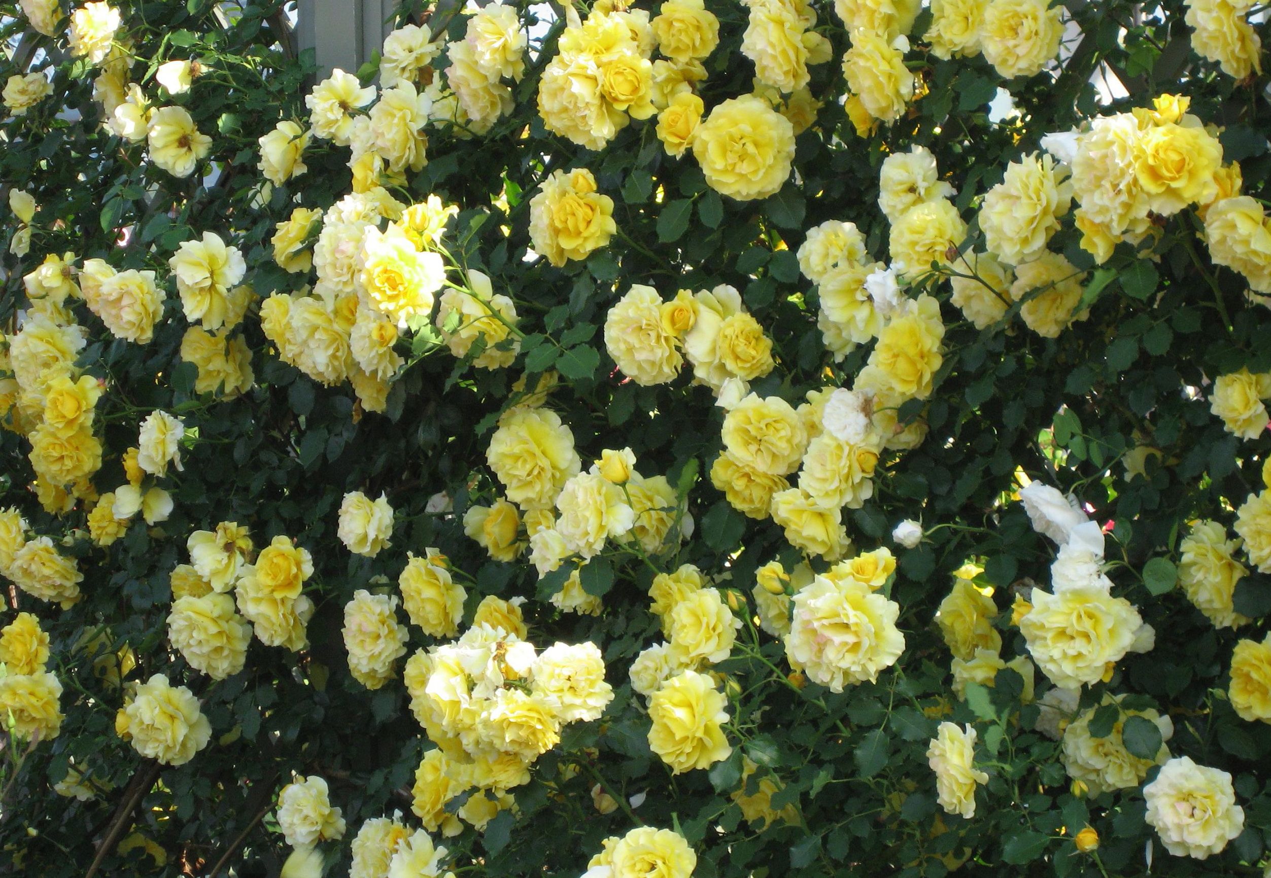 Фото купленных в ЦБ желтых кустовых роз