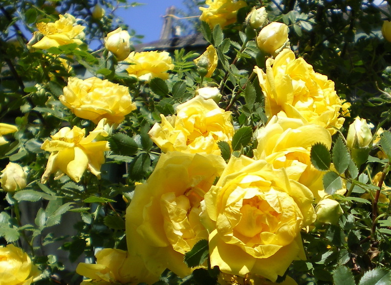 Фото желтых кустовых роз в саду