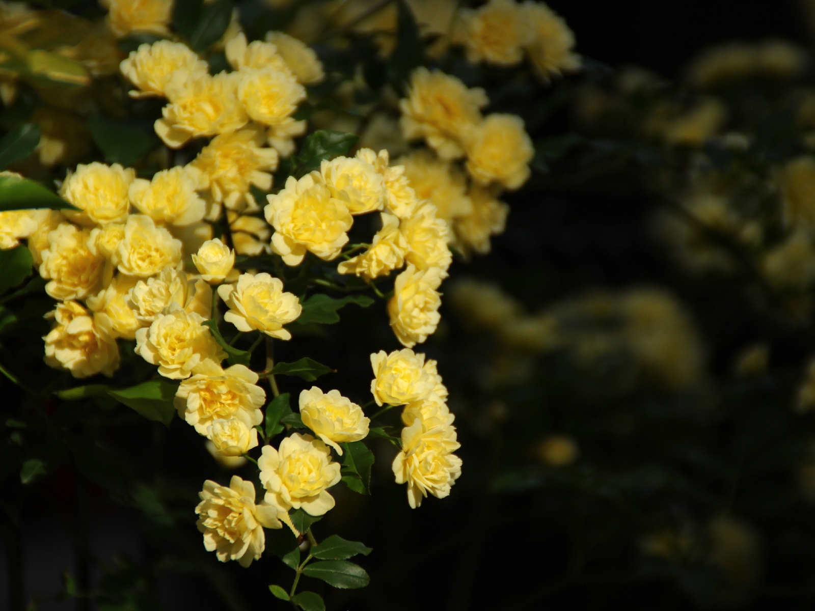 Фото подаренных желтых кустовых роз