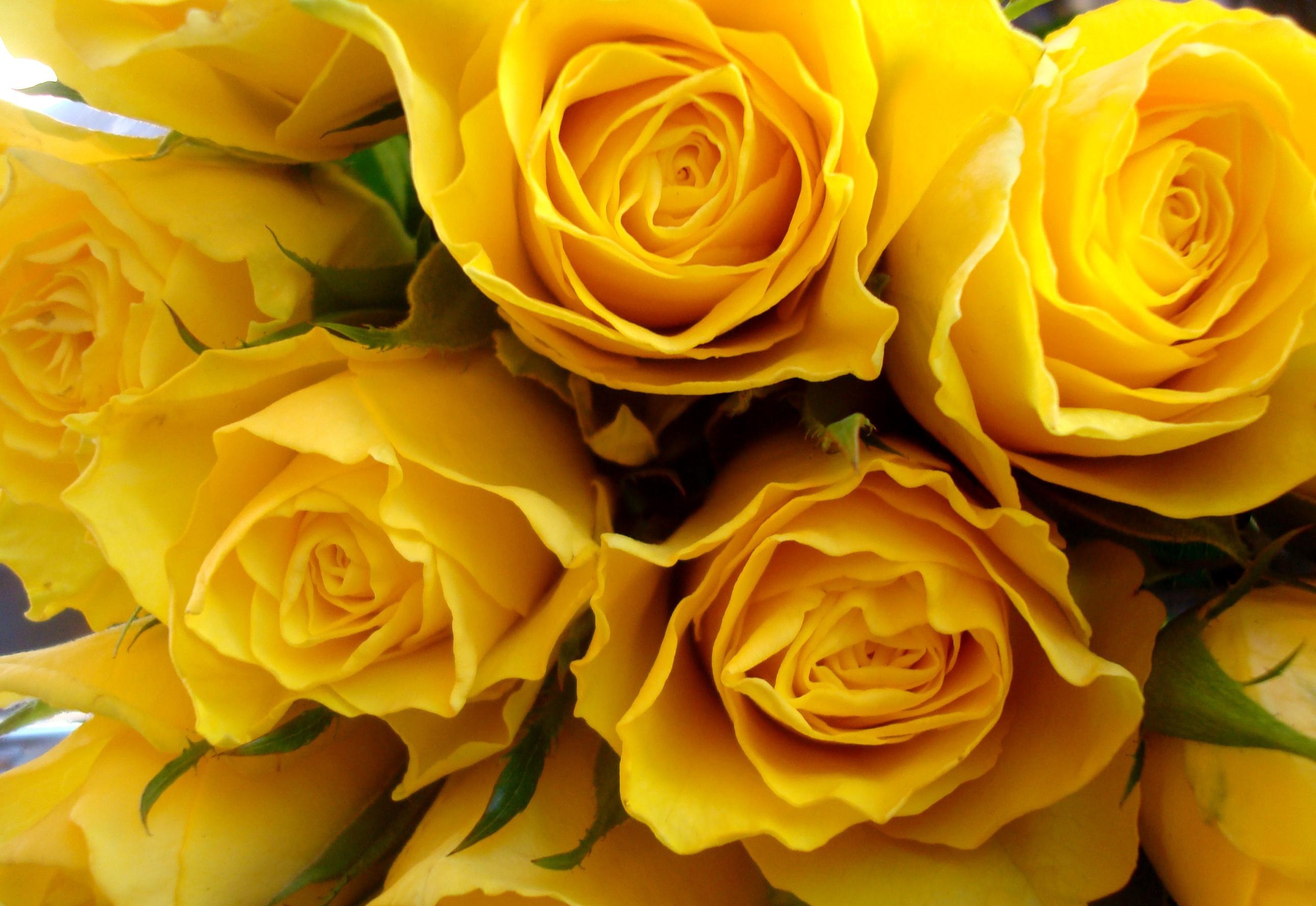 Фото необычного сорта желтых роз