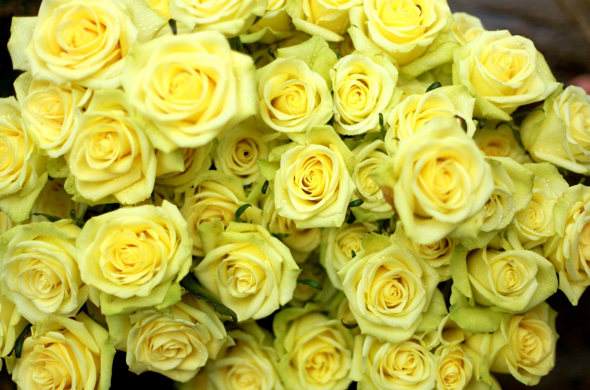 Фото желтых роз для подарочной корзины