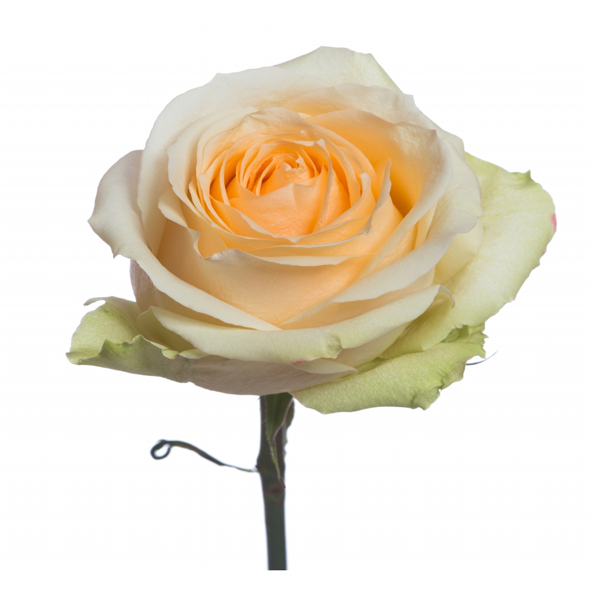 Роза кремовая 60 см