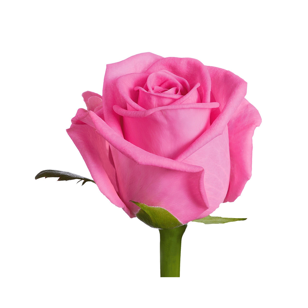 Роза розовая 60 см