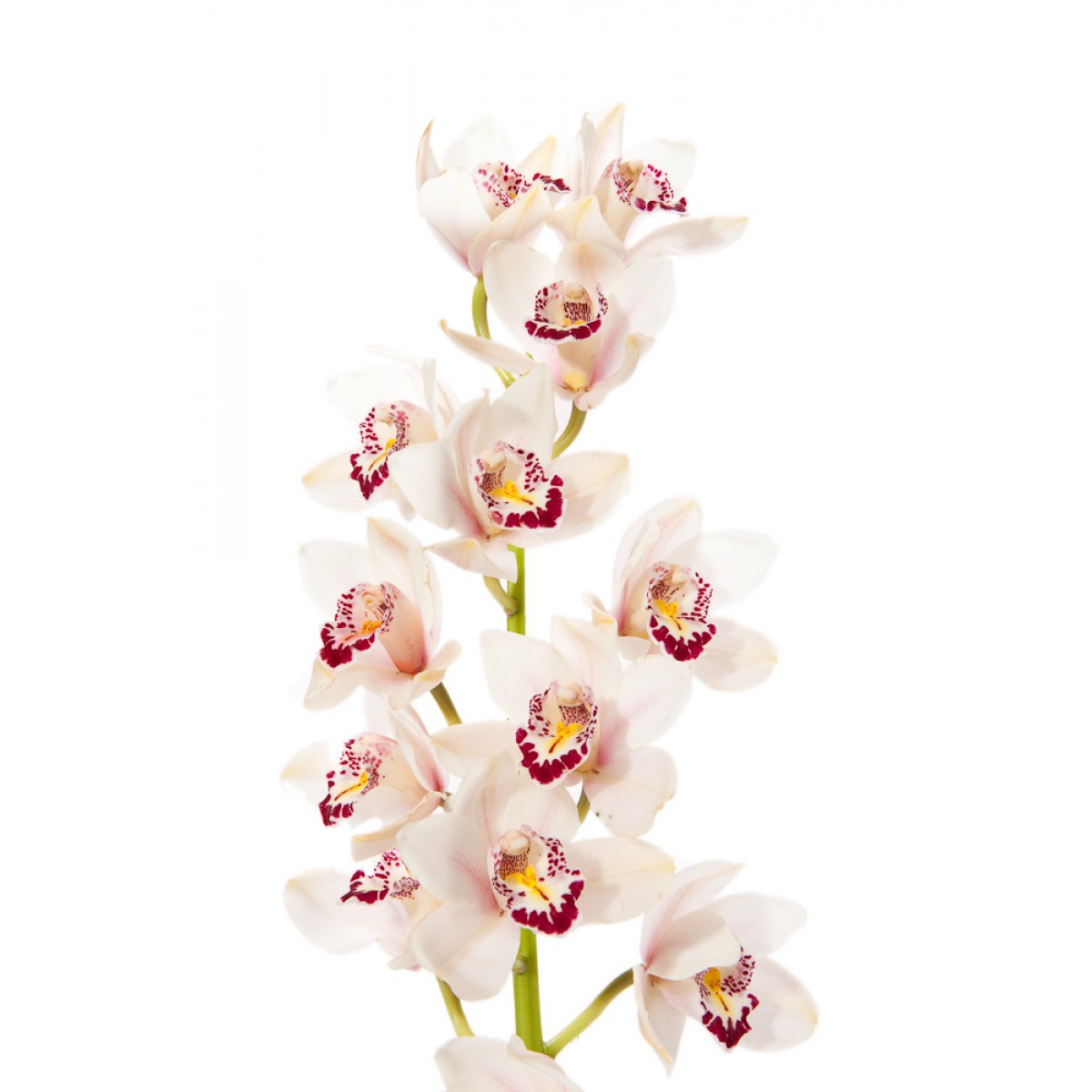 Орхидея цимбидиум (ветка)