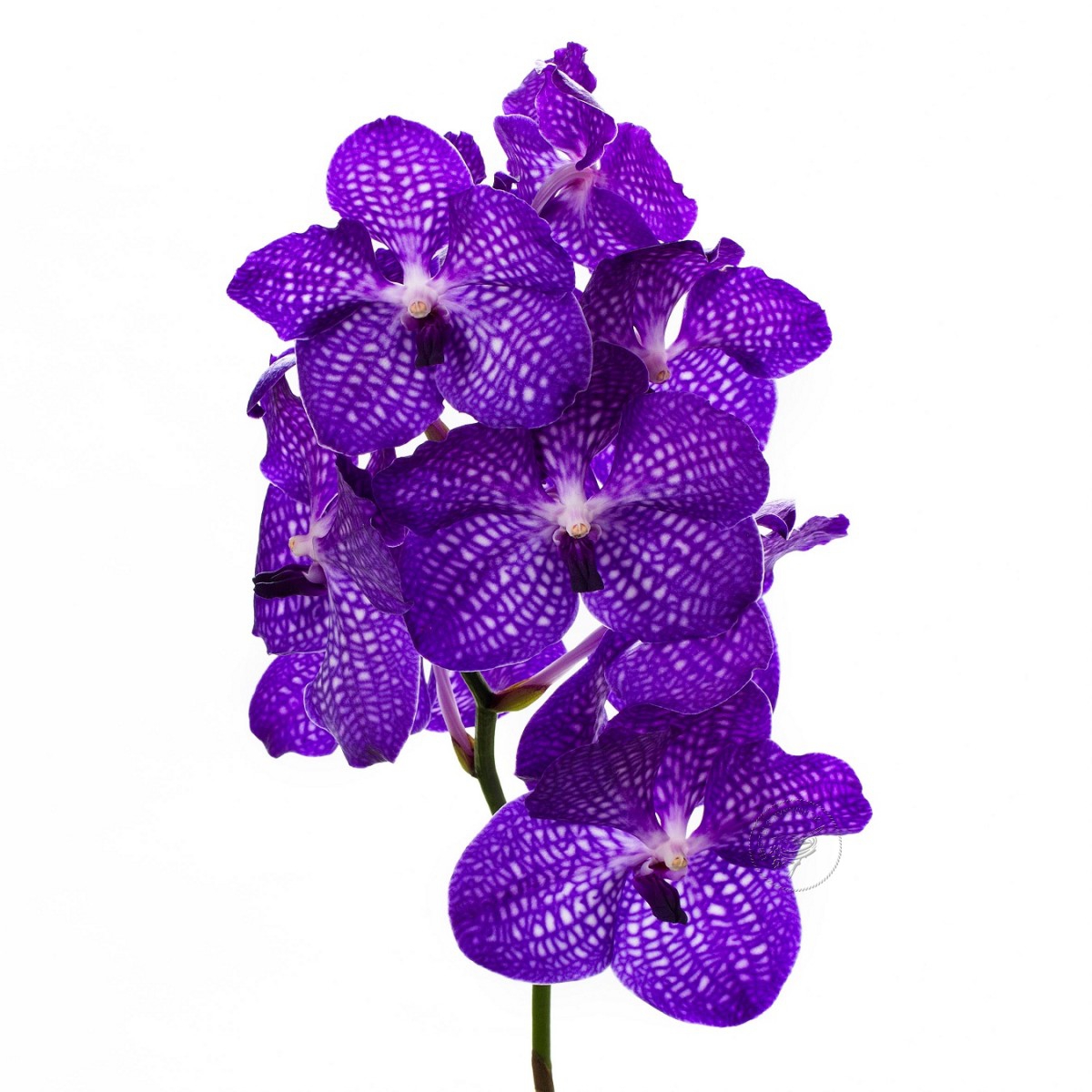 Орхидея ванда (колокольчик)