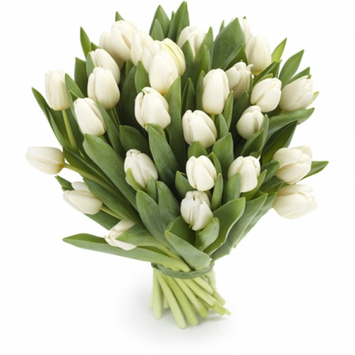 Букет из белых тюльпанов (любое количество)