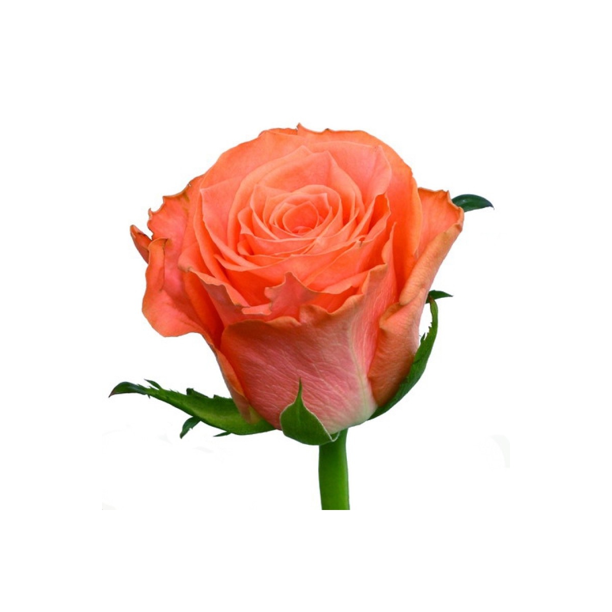 Роза оранжевая 60 см