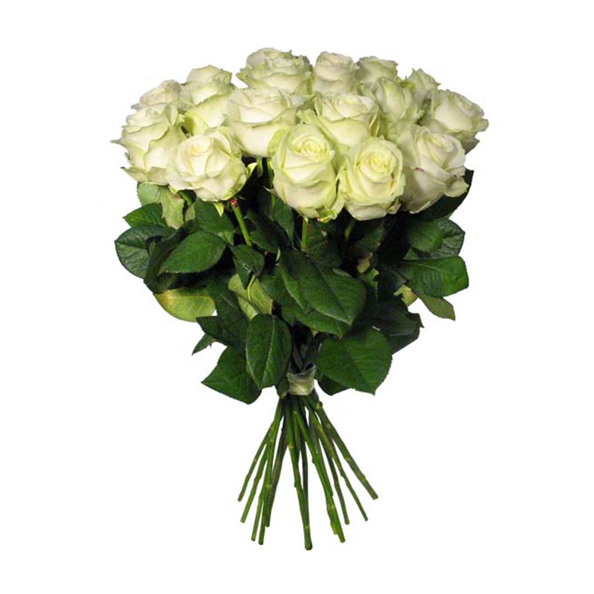 Белые розы, доставка цветов по России