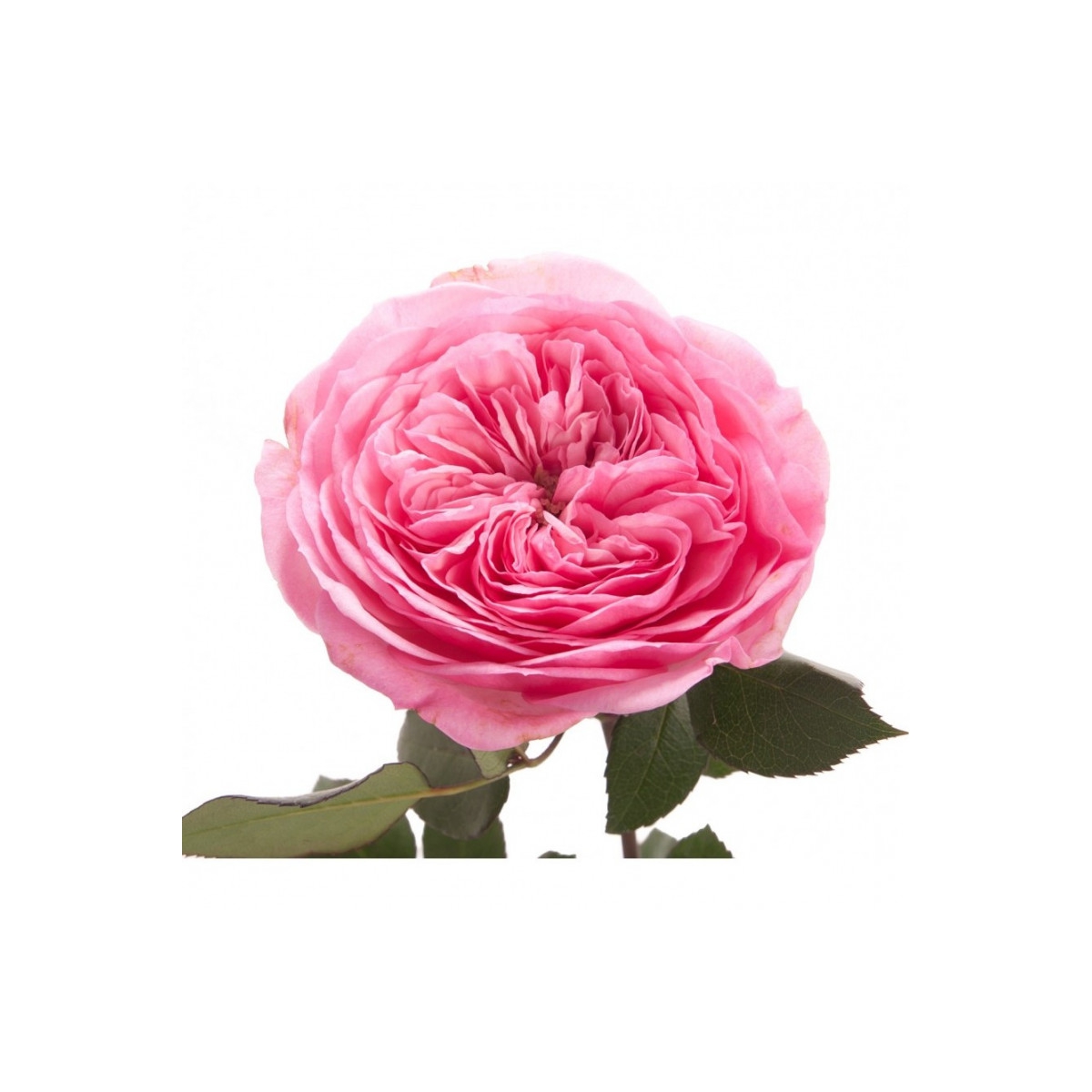 Роза пионовидная 60 см