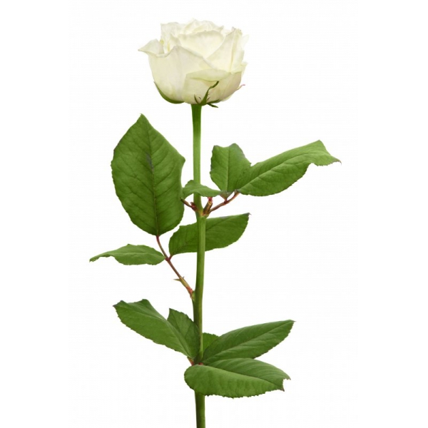 Роза белая 60 см. Фото 1